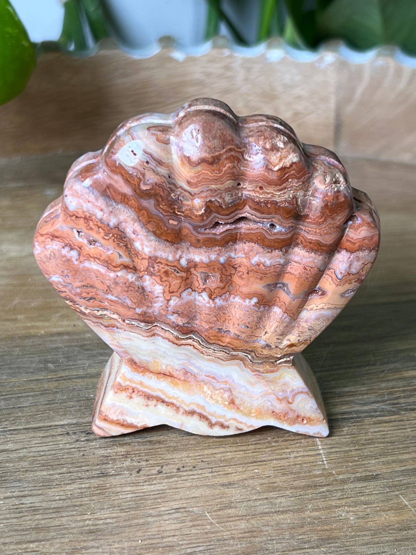 Crazy Lace Agate Shell
