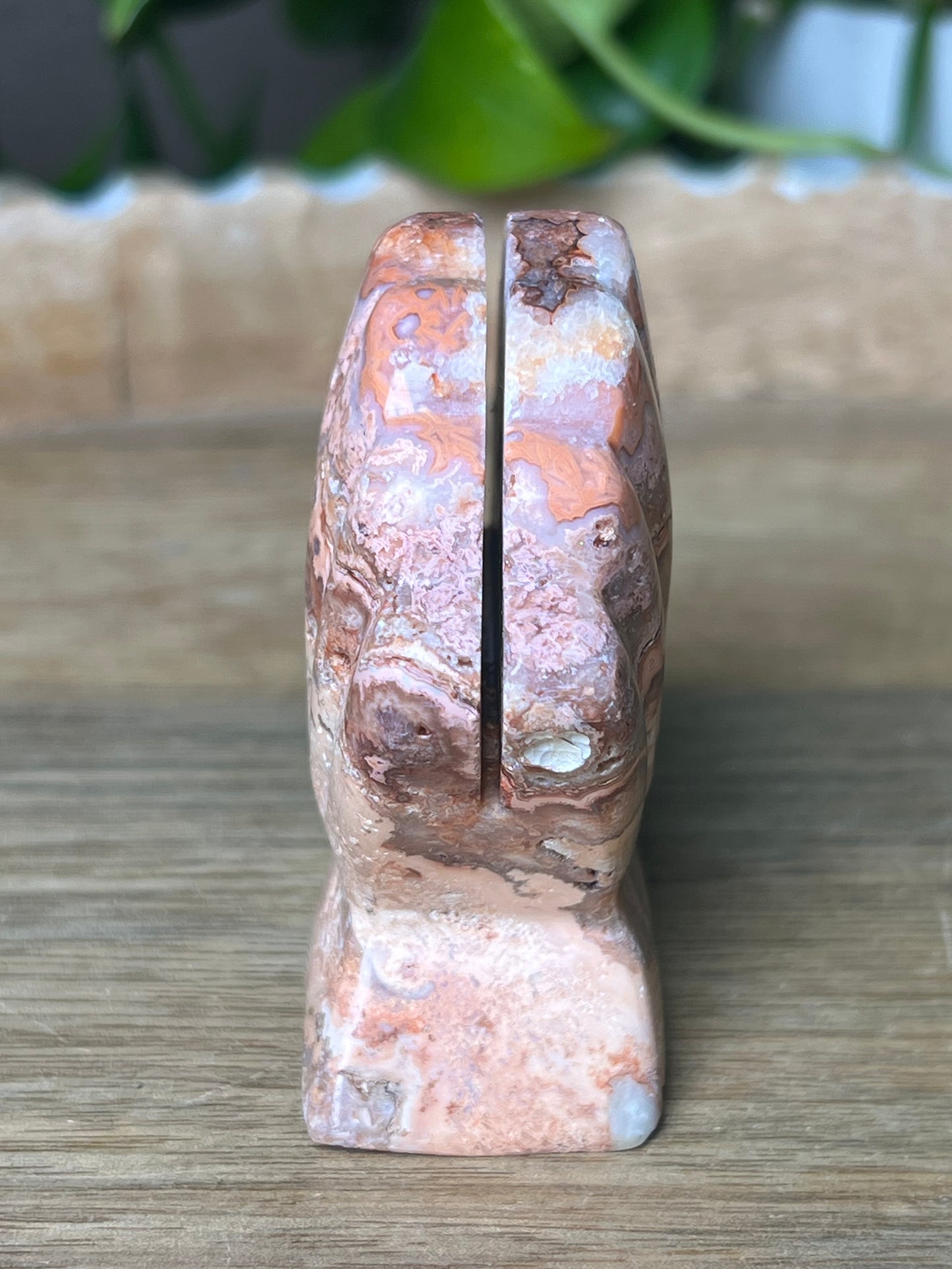 Crazy Lace Agate Shell