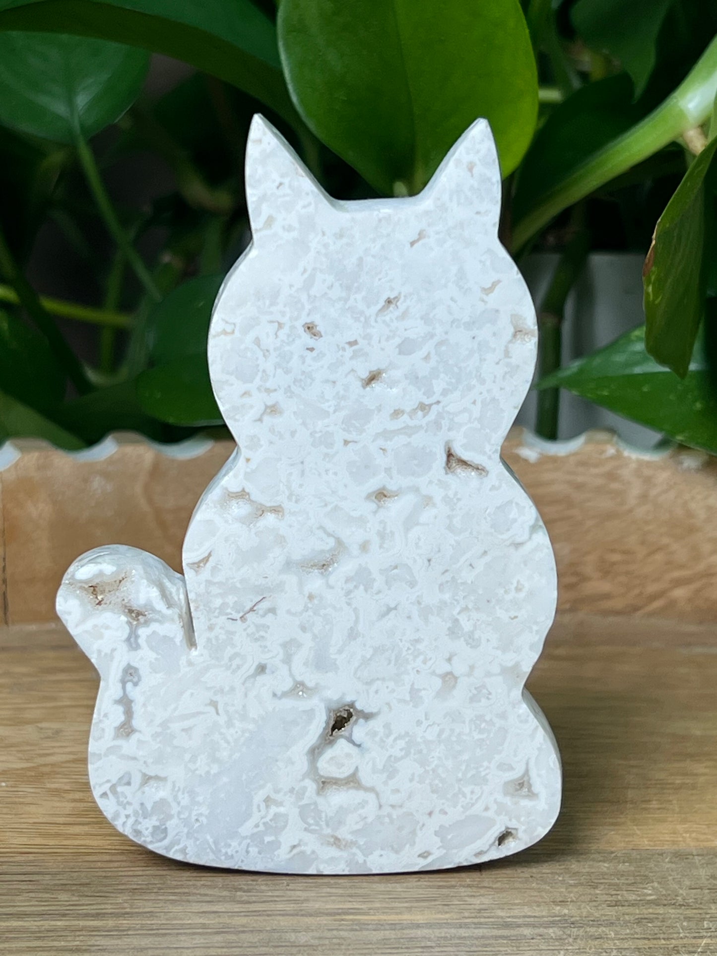 White Plume Agate Cat
