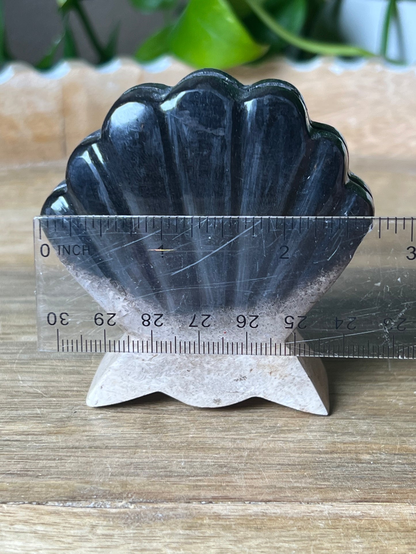 Palm Root Shell