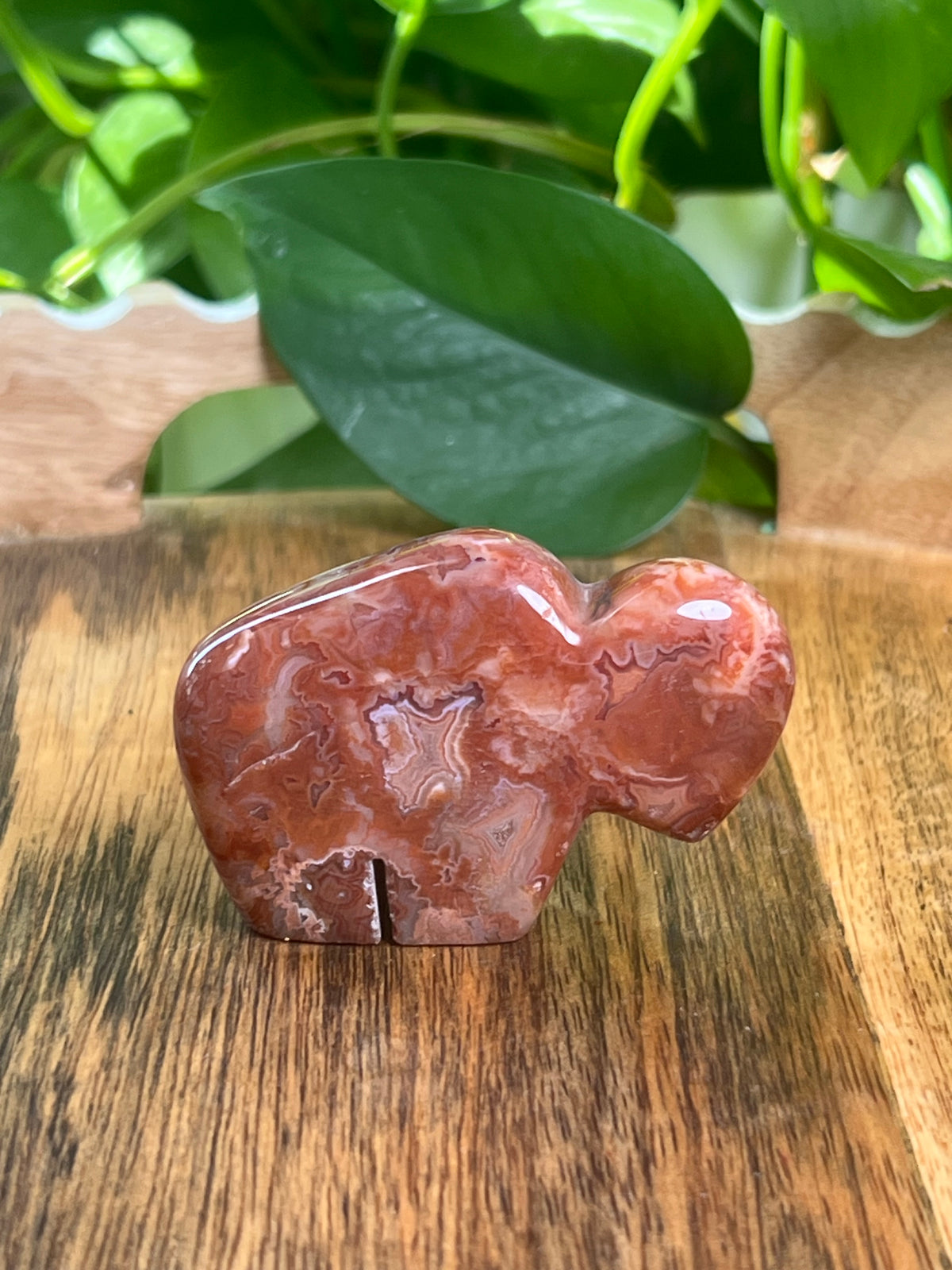 Carnelian Mini Buffalo: BA