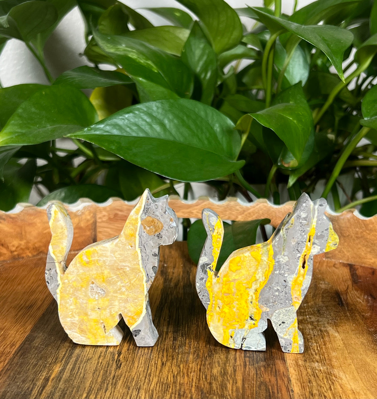 Bumblebee Jasper Cats