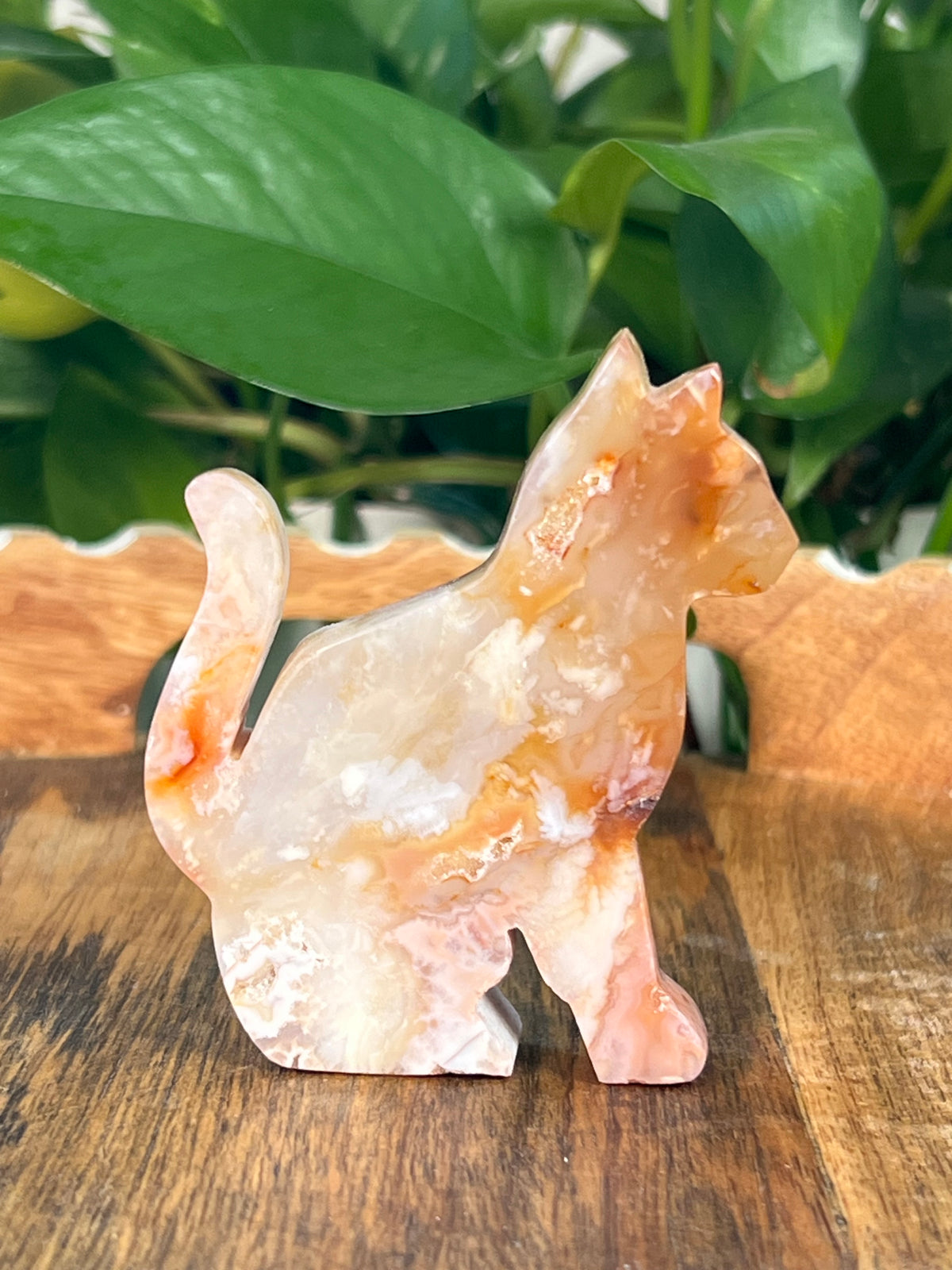 Carnelian Cats