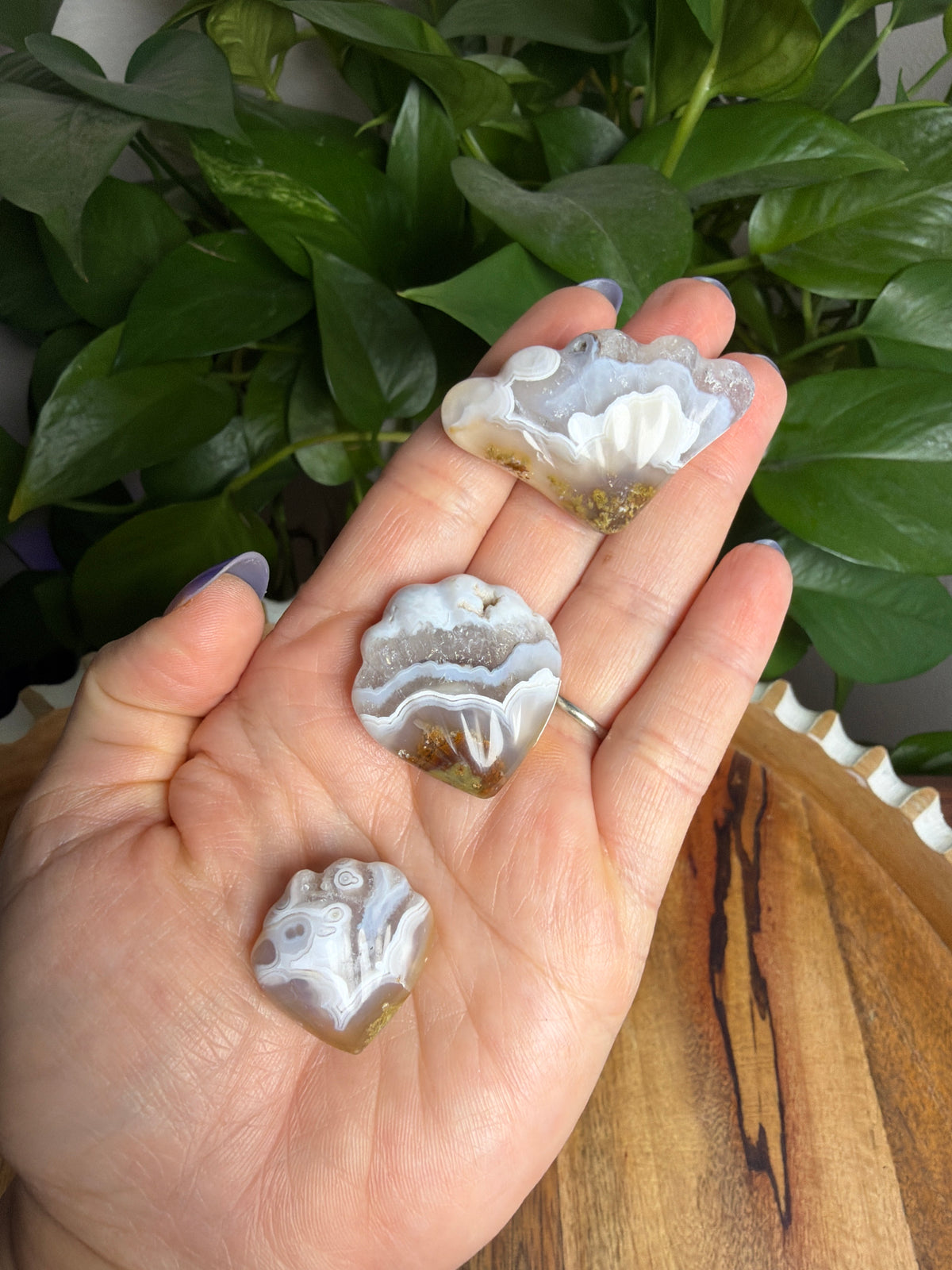 Scenic Moss Agate Shells