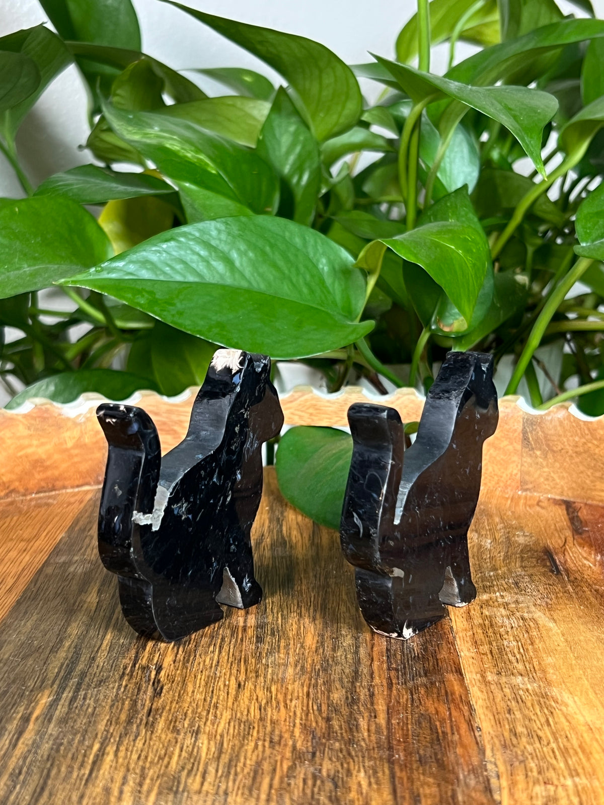 Palm Root Cats