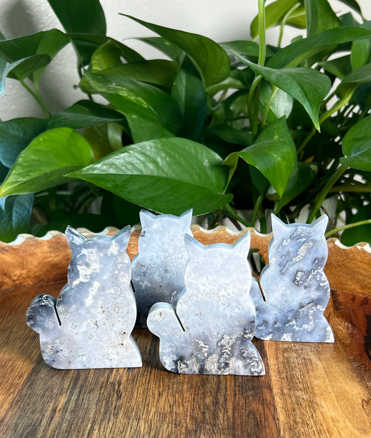 Blue Plume Agate Cats
