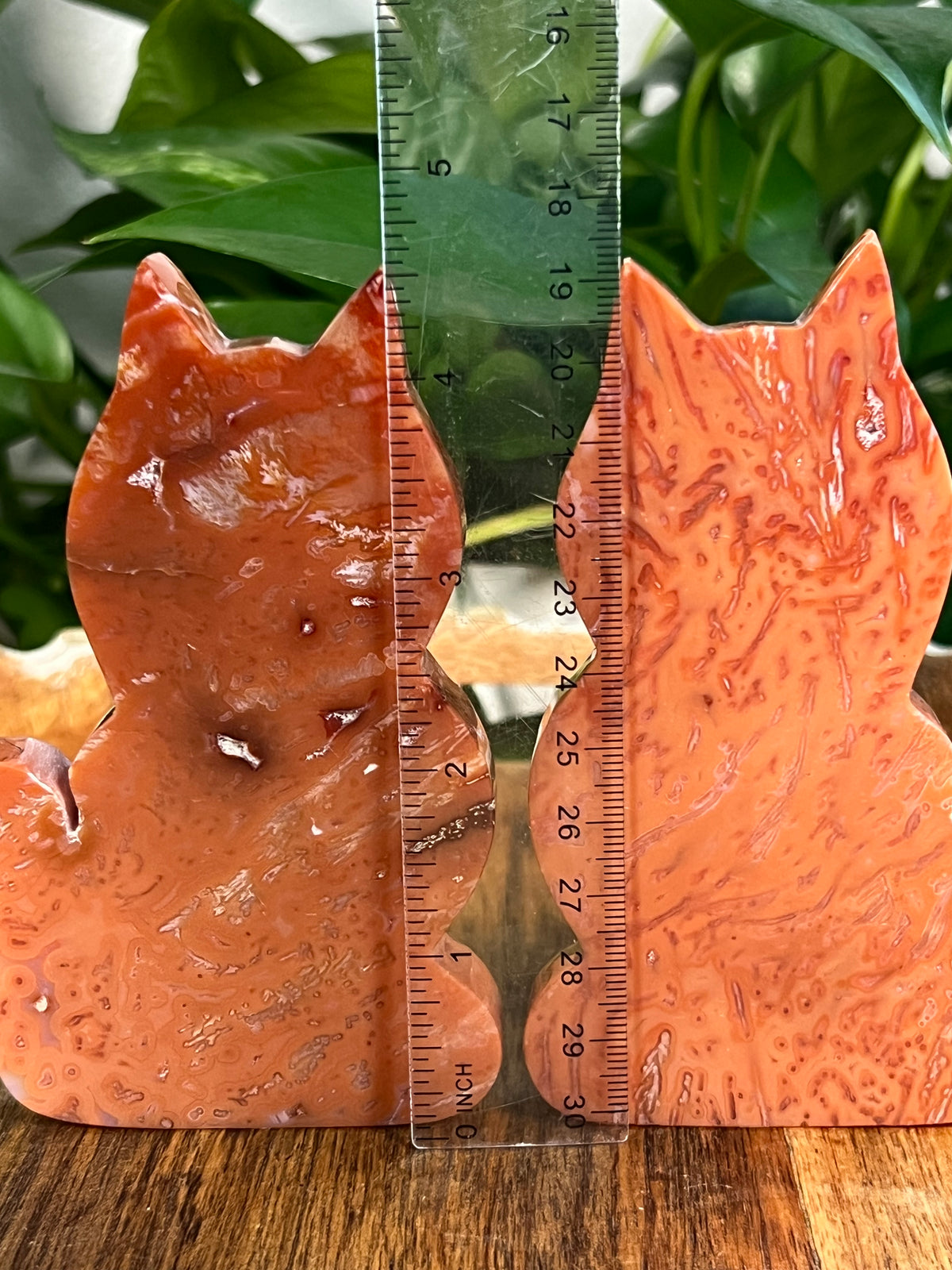 Carnelian Cats