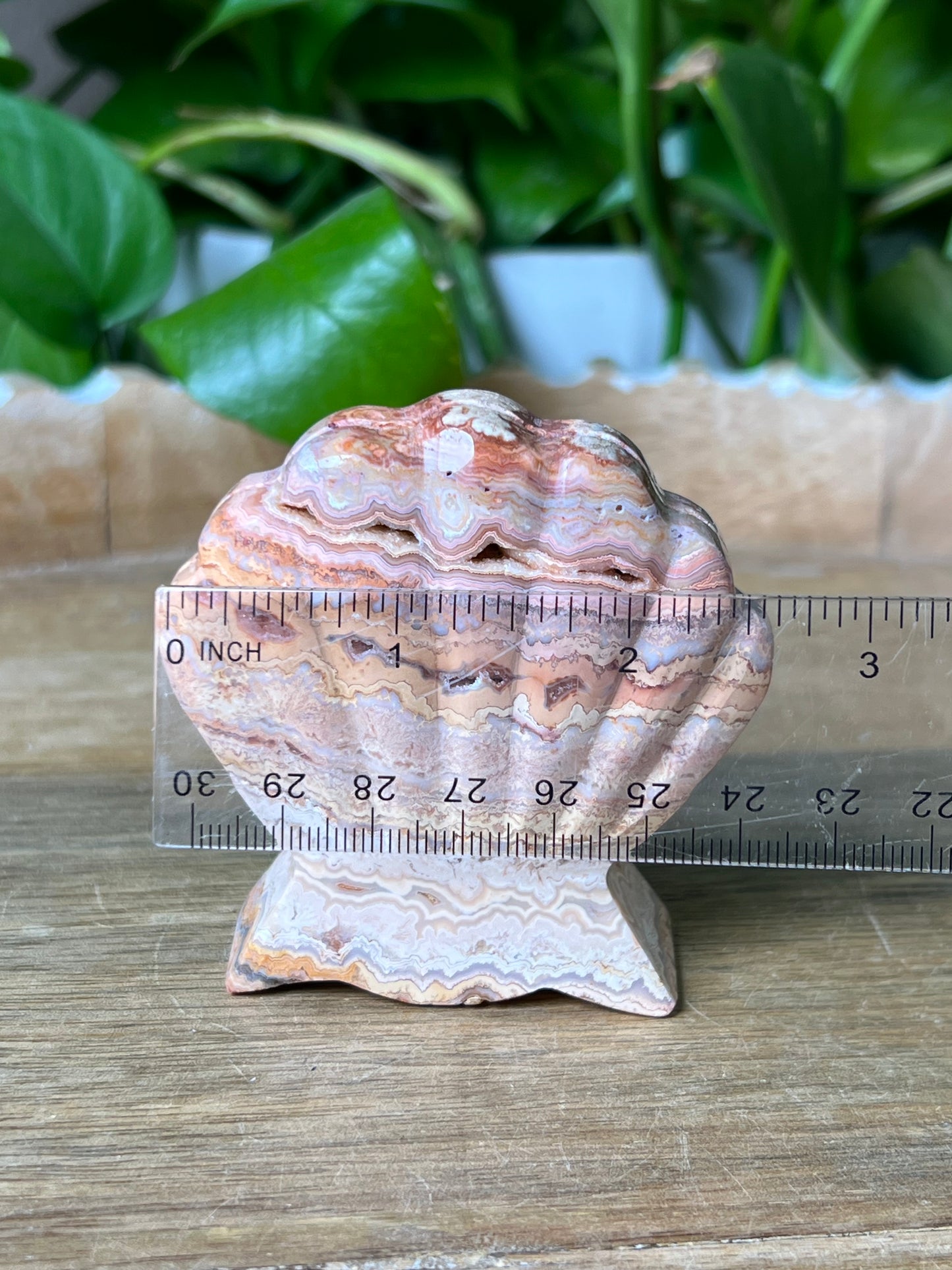 Crazy Lace Agate Shell