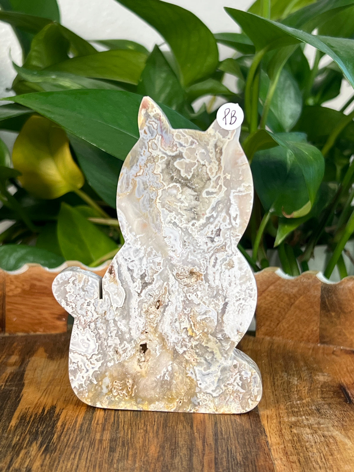 Sumatra Plume Agate Cats