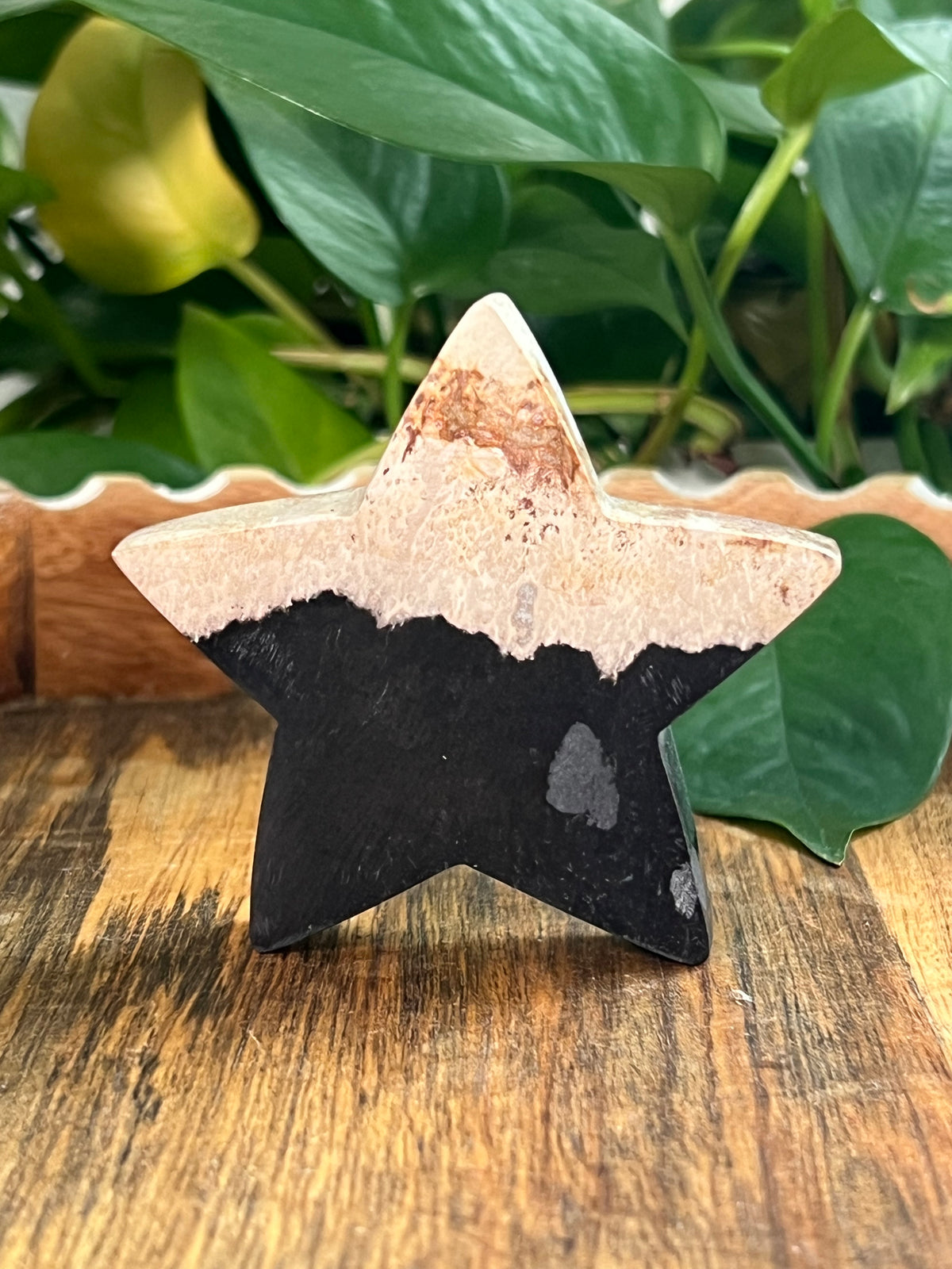Palm Root Small Self Standing Stars