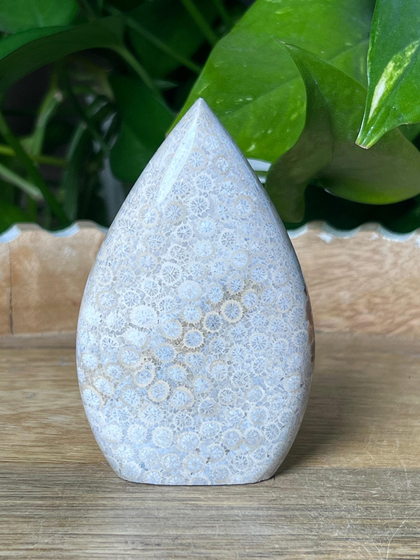 Fossil Coral