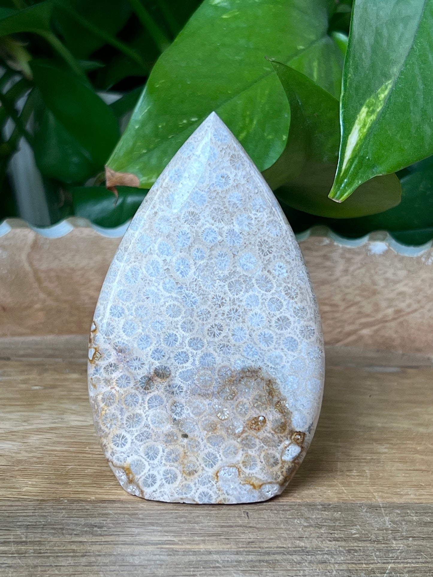Fossil Coral Flame