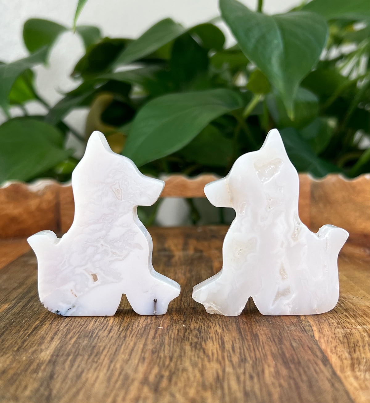 White Plume Agate Dogs