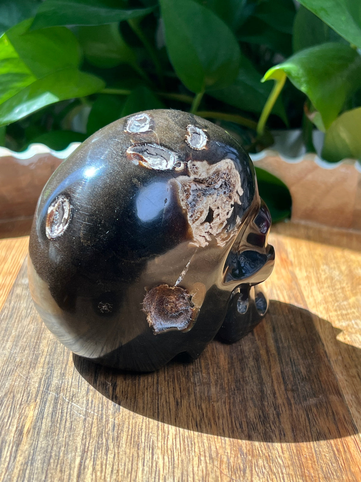 Amber Skull: NZ