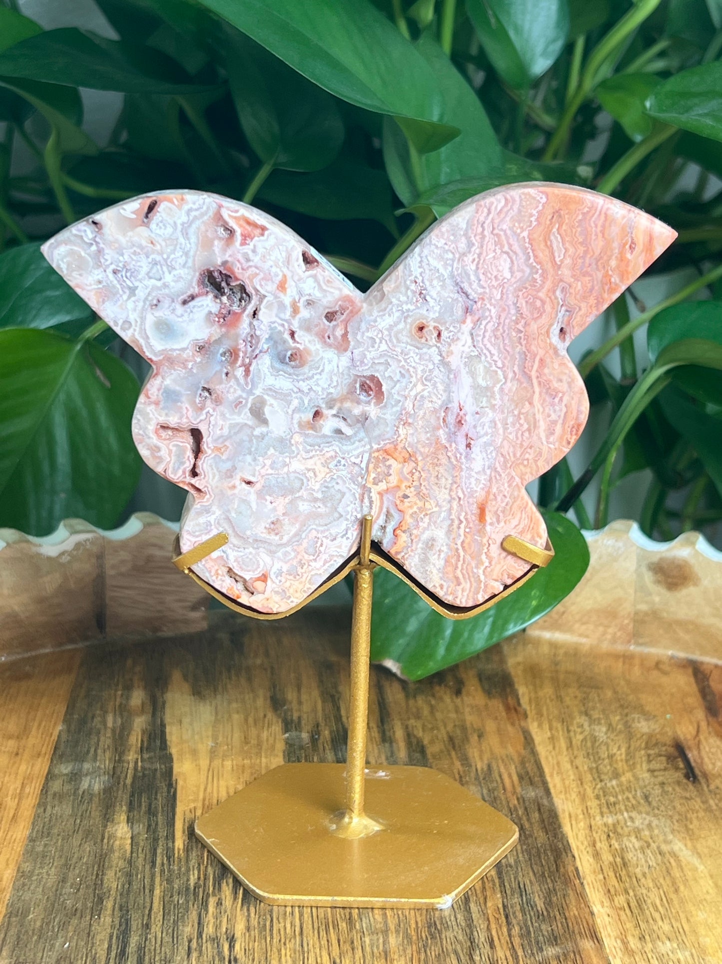 Crazy Lace Agate Butterfly: PF