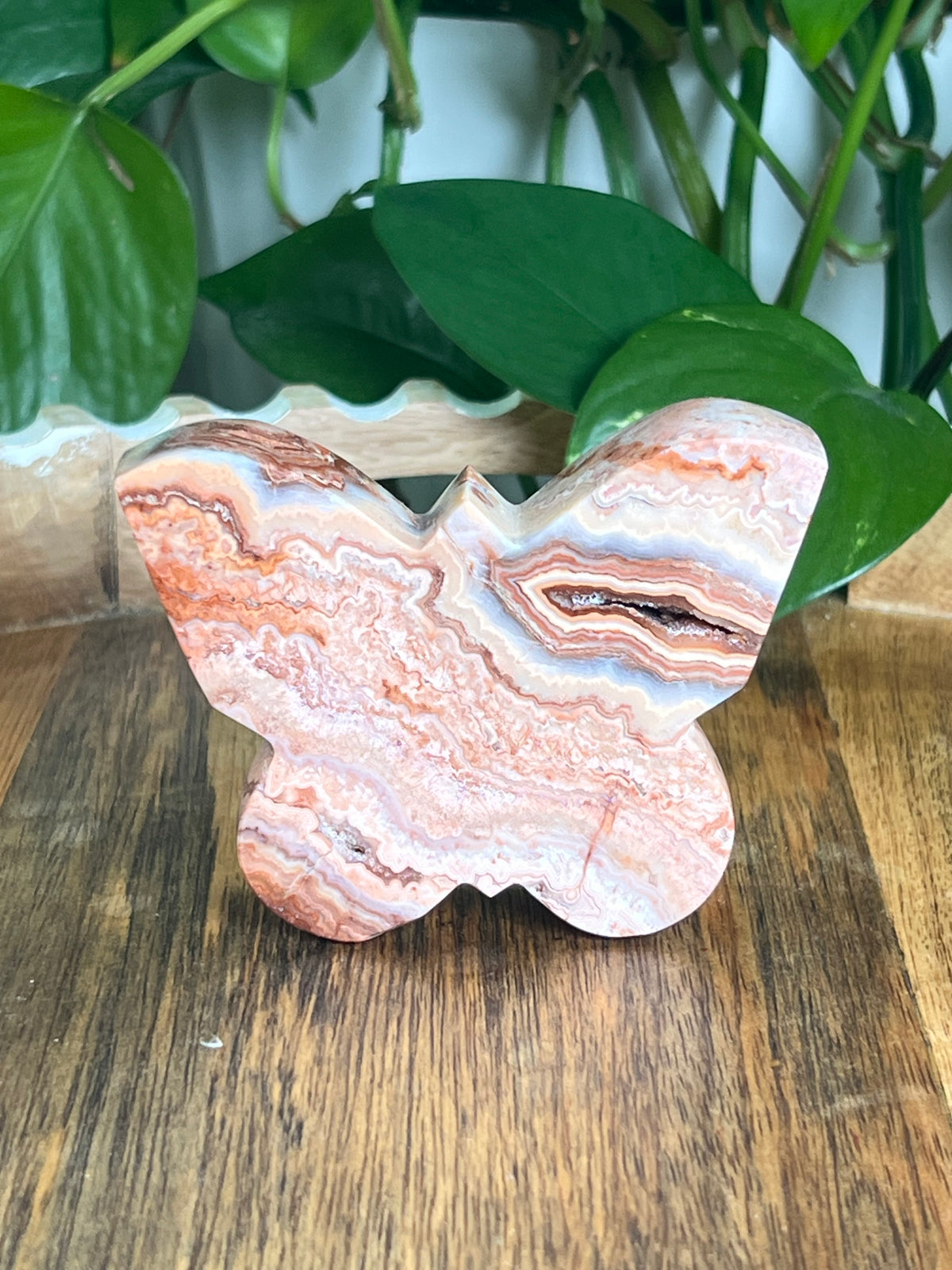 Crazy Lace Agate Butterfly: E