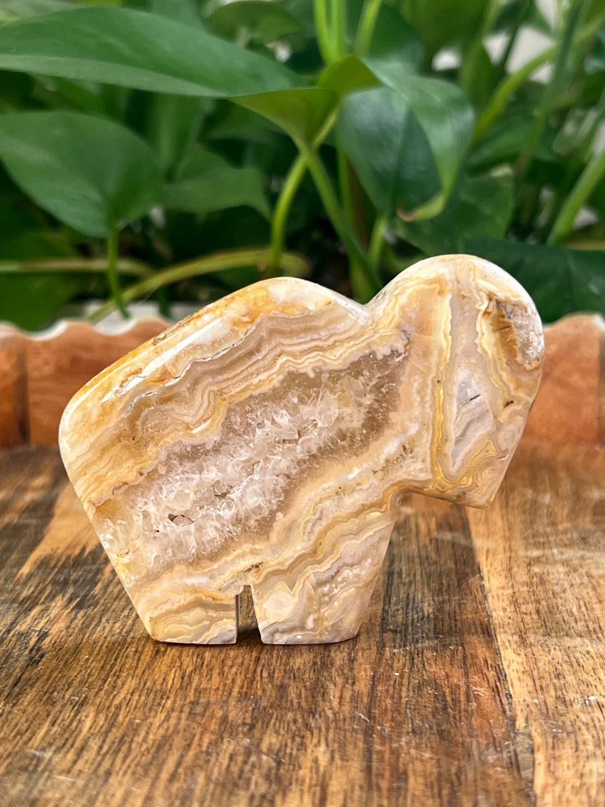 Crazy Lace Agate Buffalos