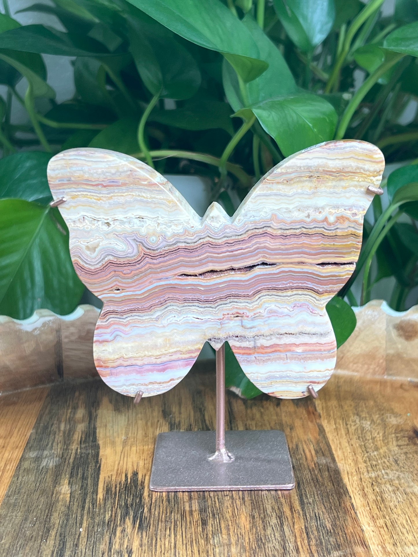 Crazy Lace Agate Butterfly: L