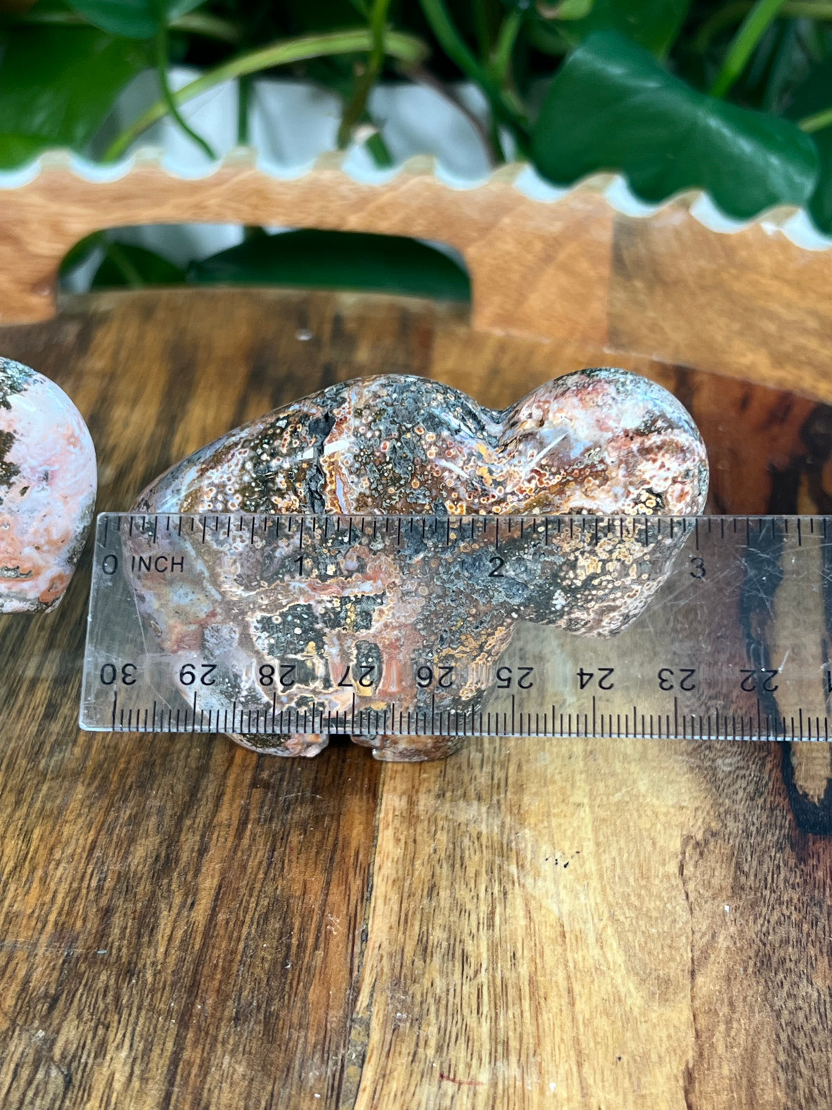 Sea Jasper Buffalos