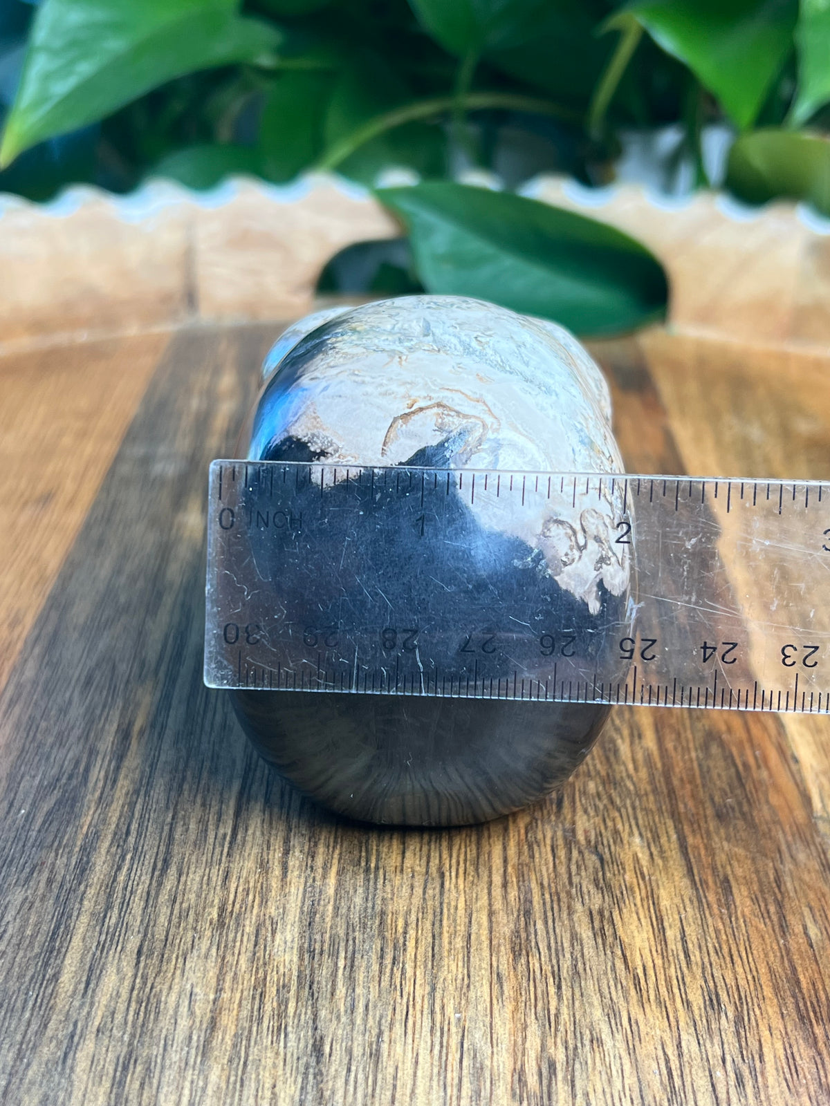 Palm Root Skull: ZL