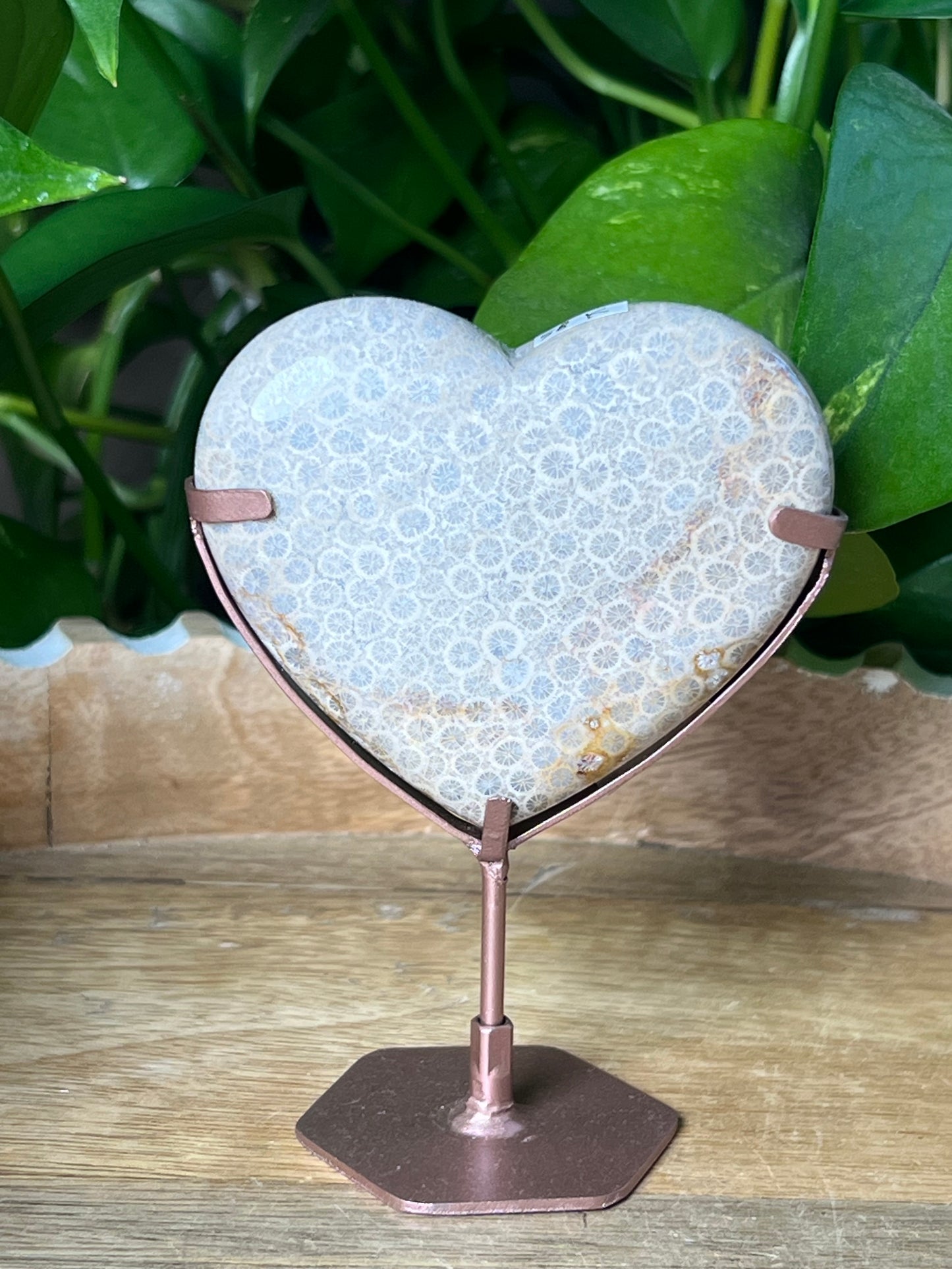 Fossil Coral Heart