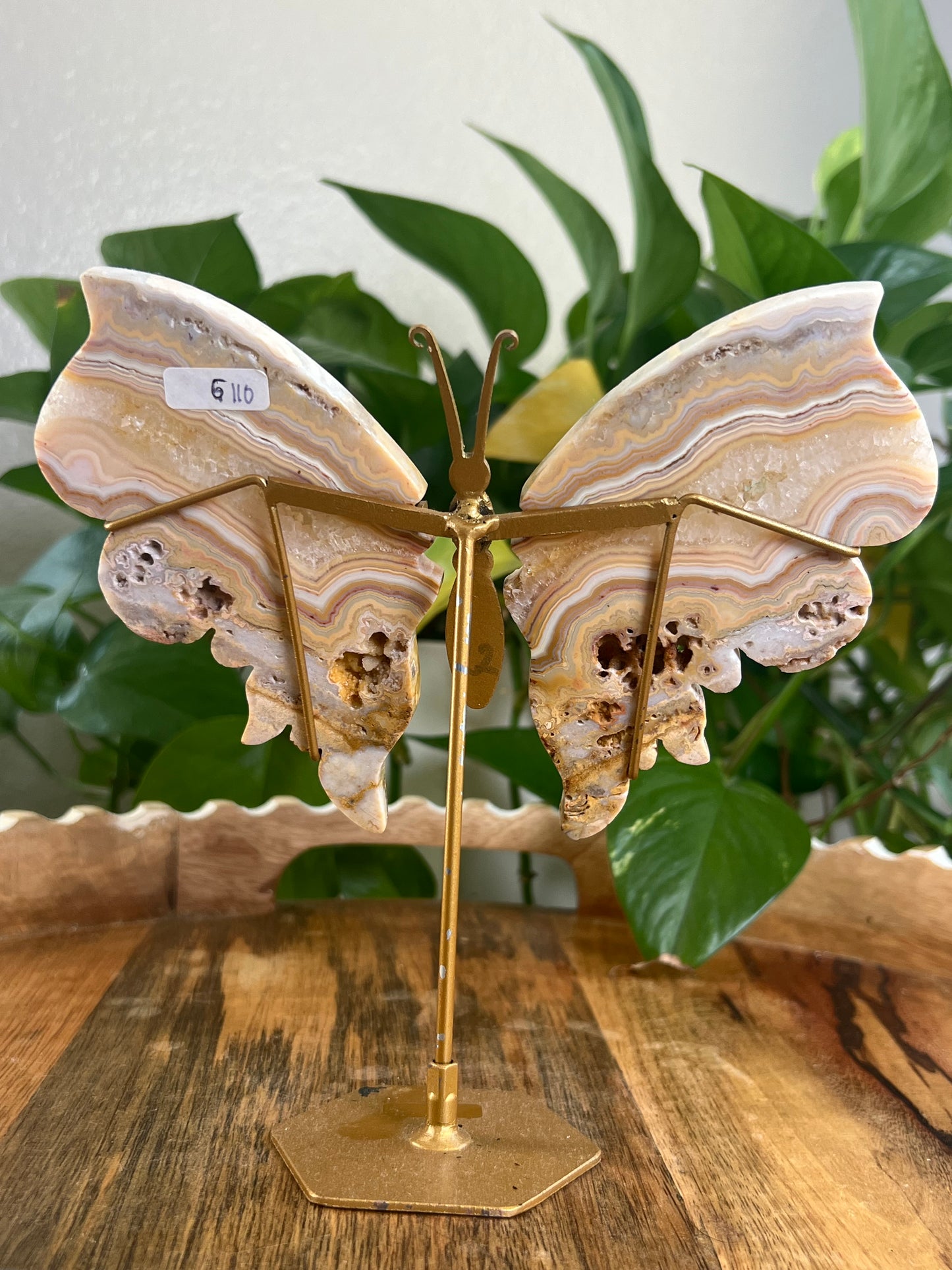 Yellow Crazy Lace Agate Wings G