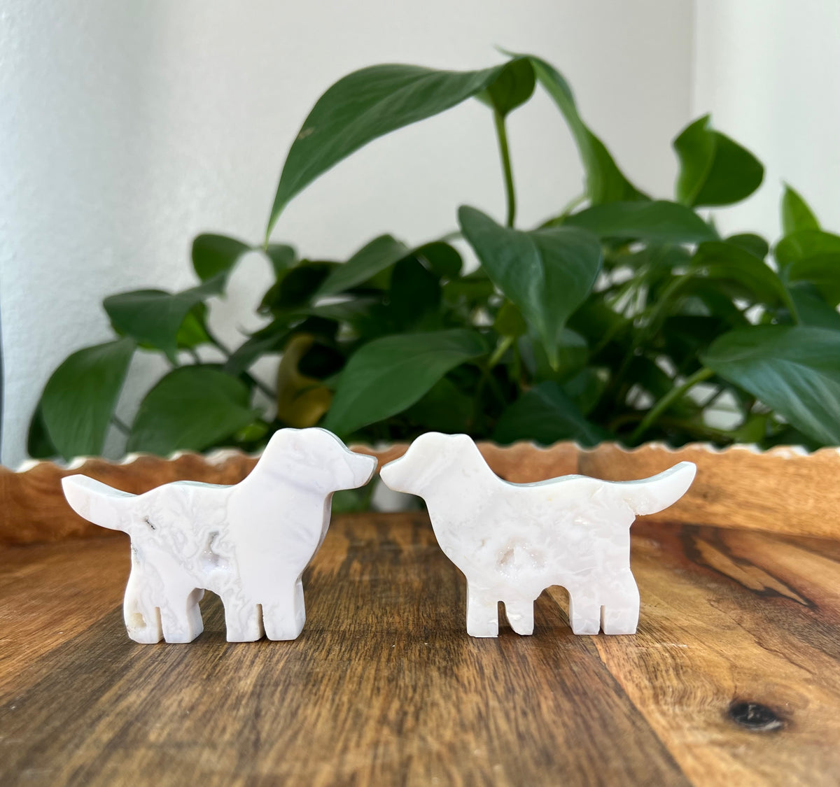 White Plume Agate Dogs