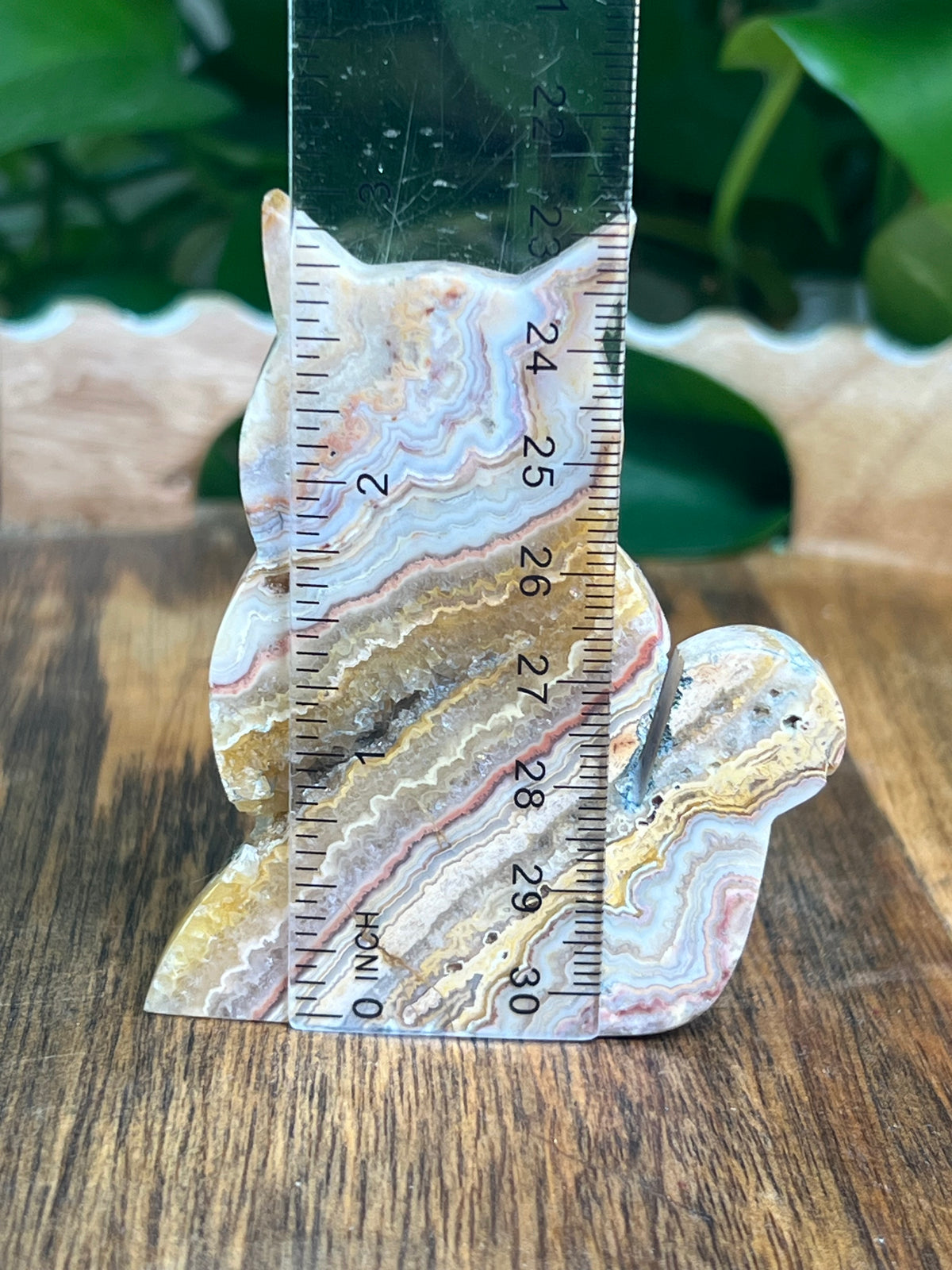 Crazy Lace Agate Cat: QN