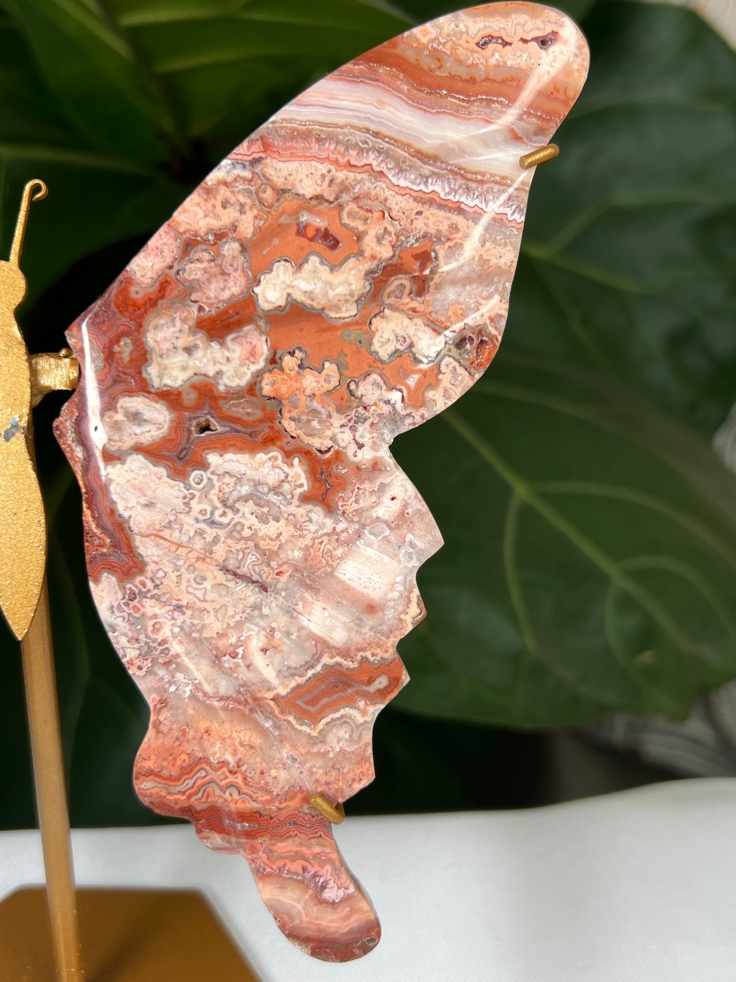 Crazy Lace Agate Wings