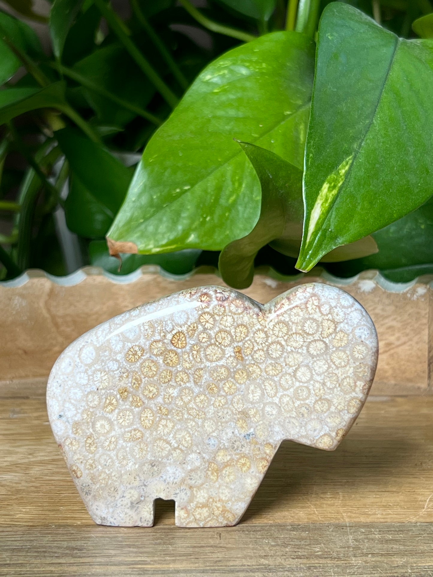 Fossil Coral Buffalo