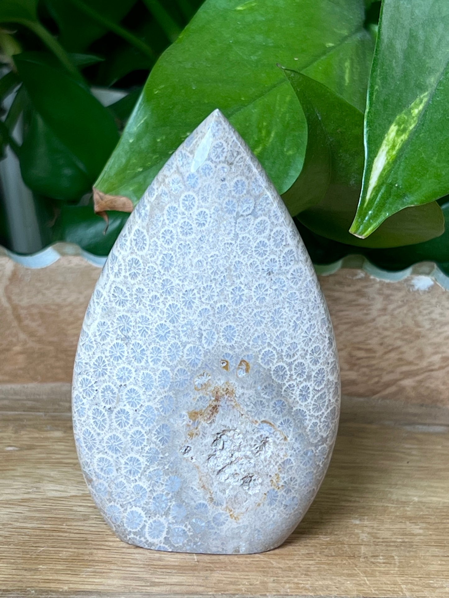 Fossil Coral Flame