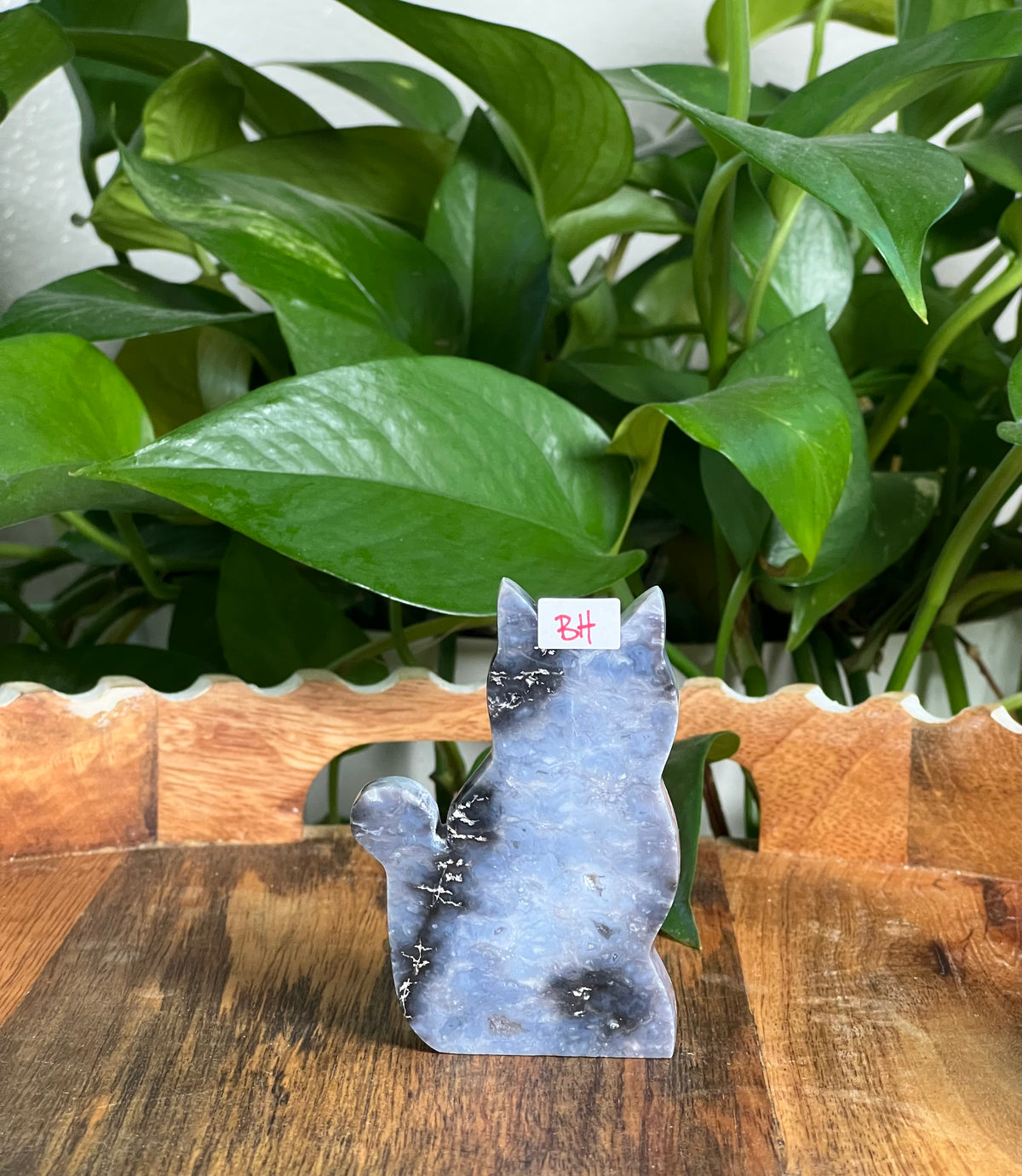 Blue Plume Agate Cats