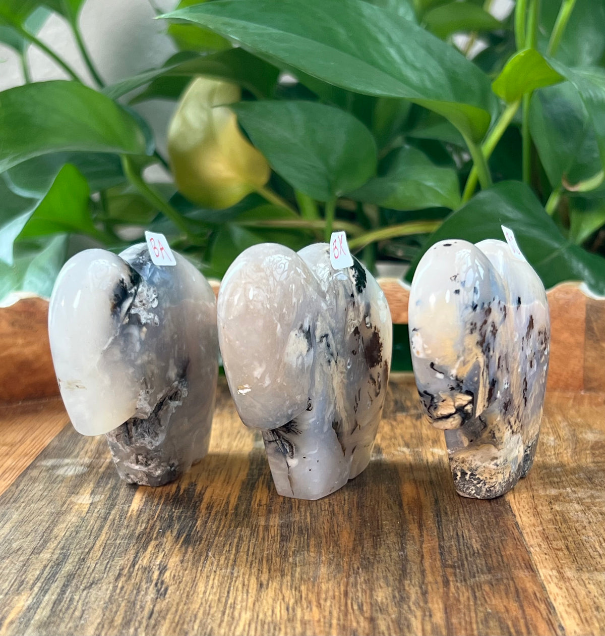 Dendritic Tiger Agate Buffalos