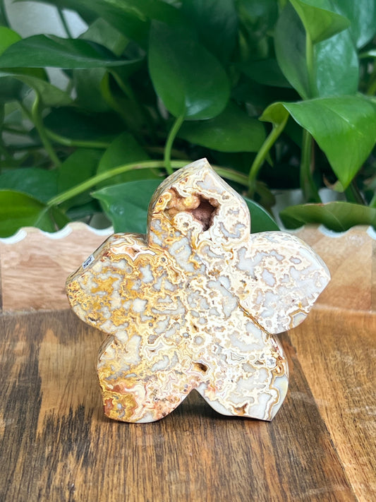 Crazy Lace Agate Flower: Ci