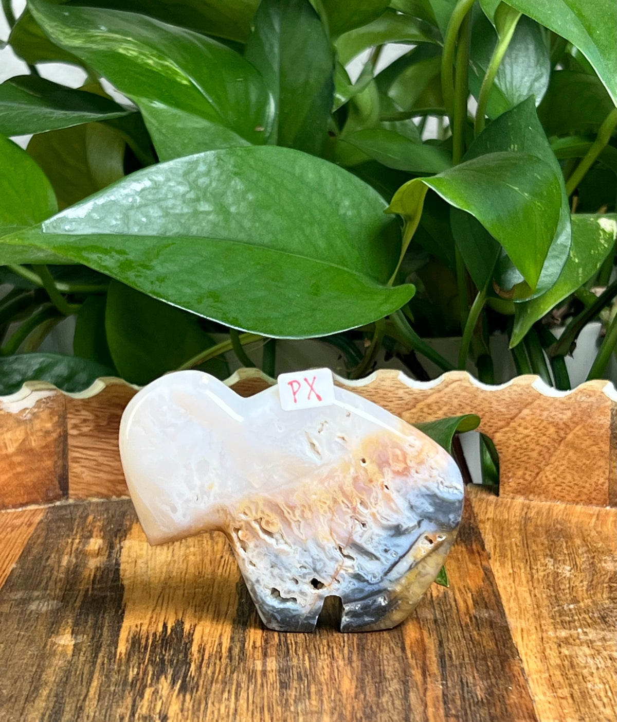 Rainbow Plume Agate Buffalos