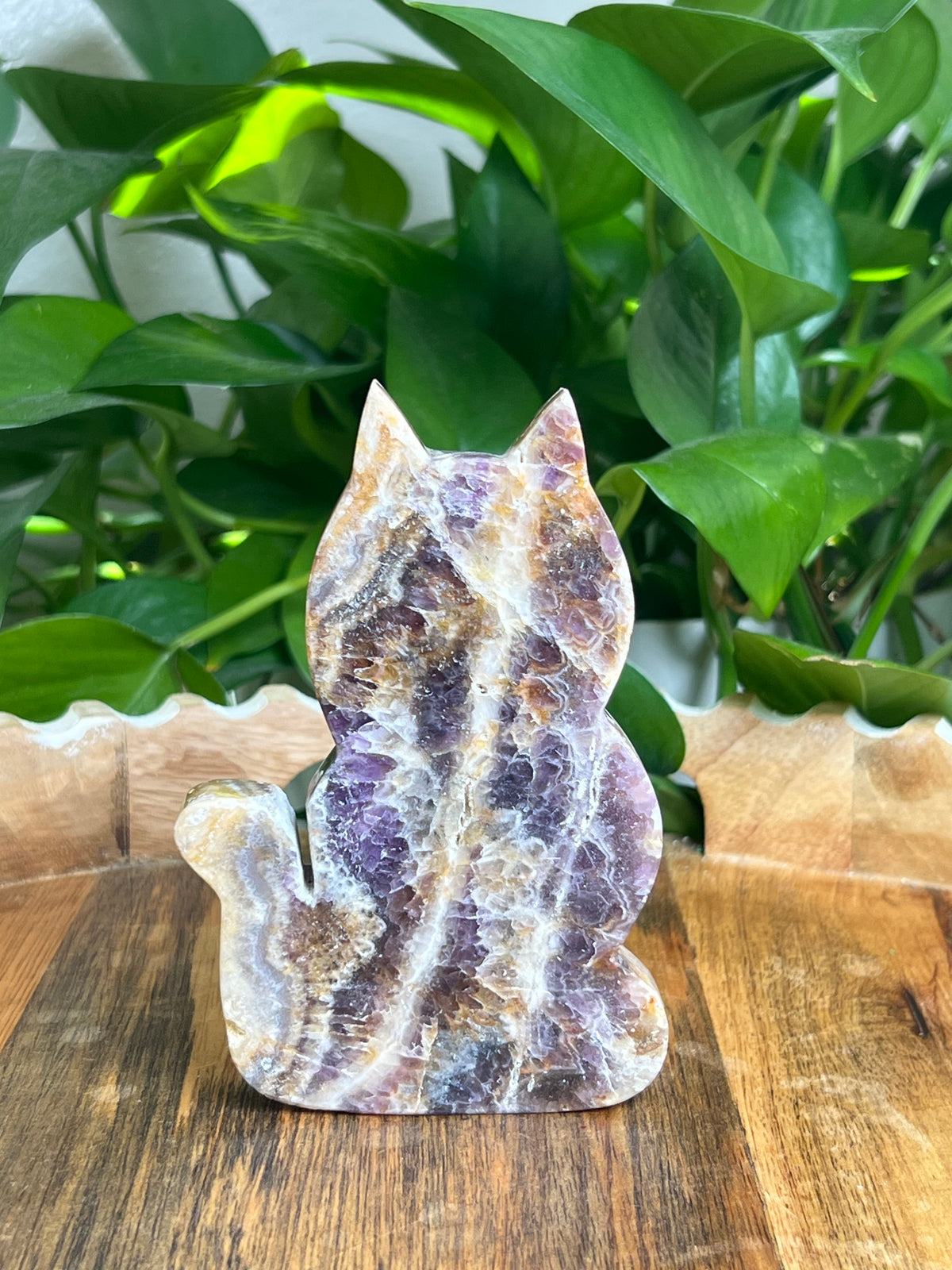 Indonesian Amethyst Cat: