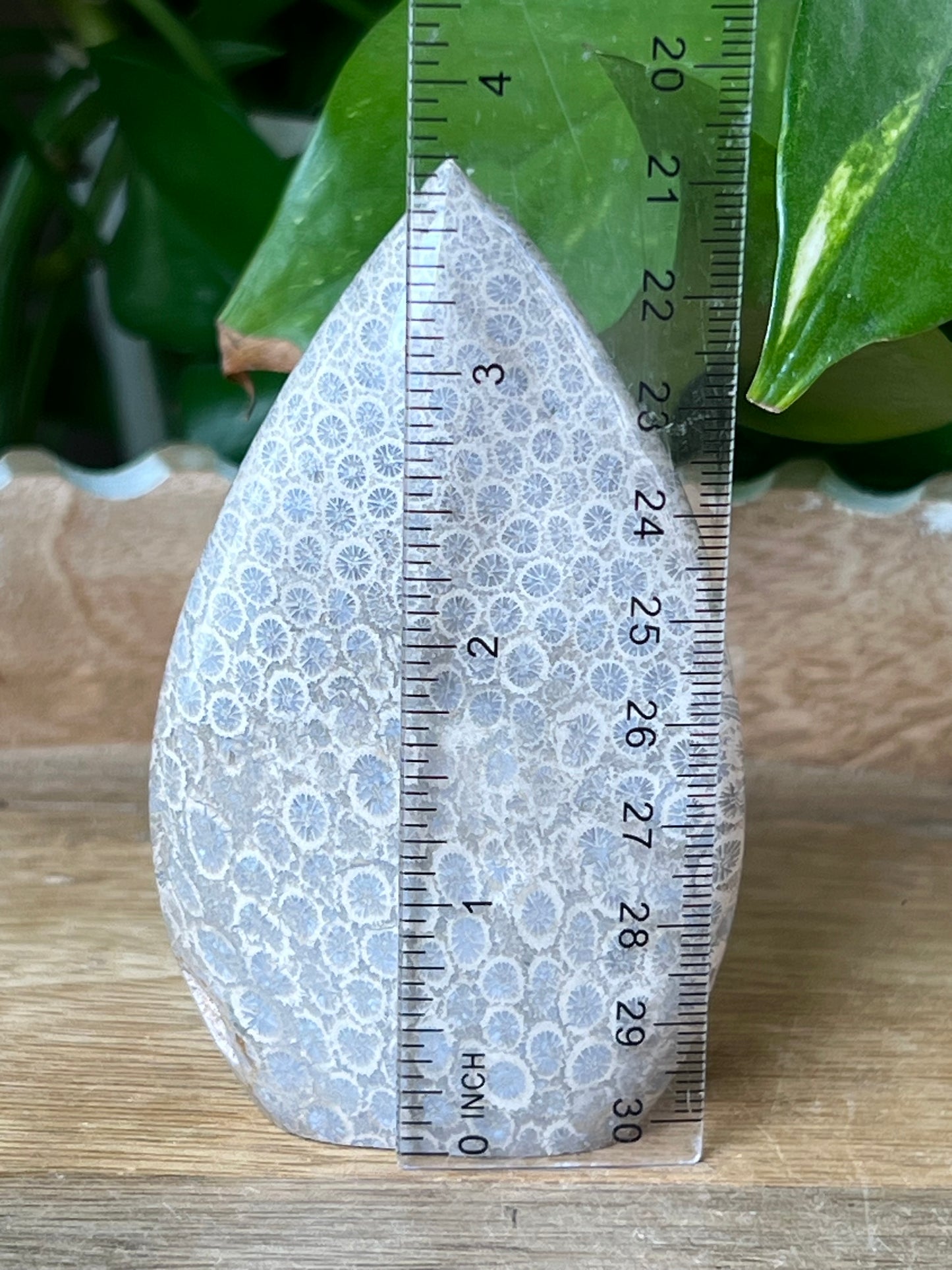 Fossil Coral Flame