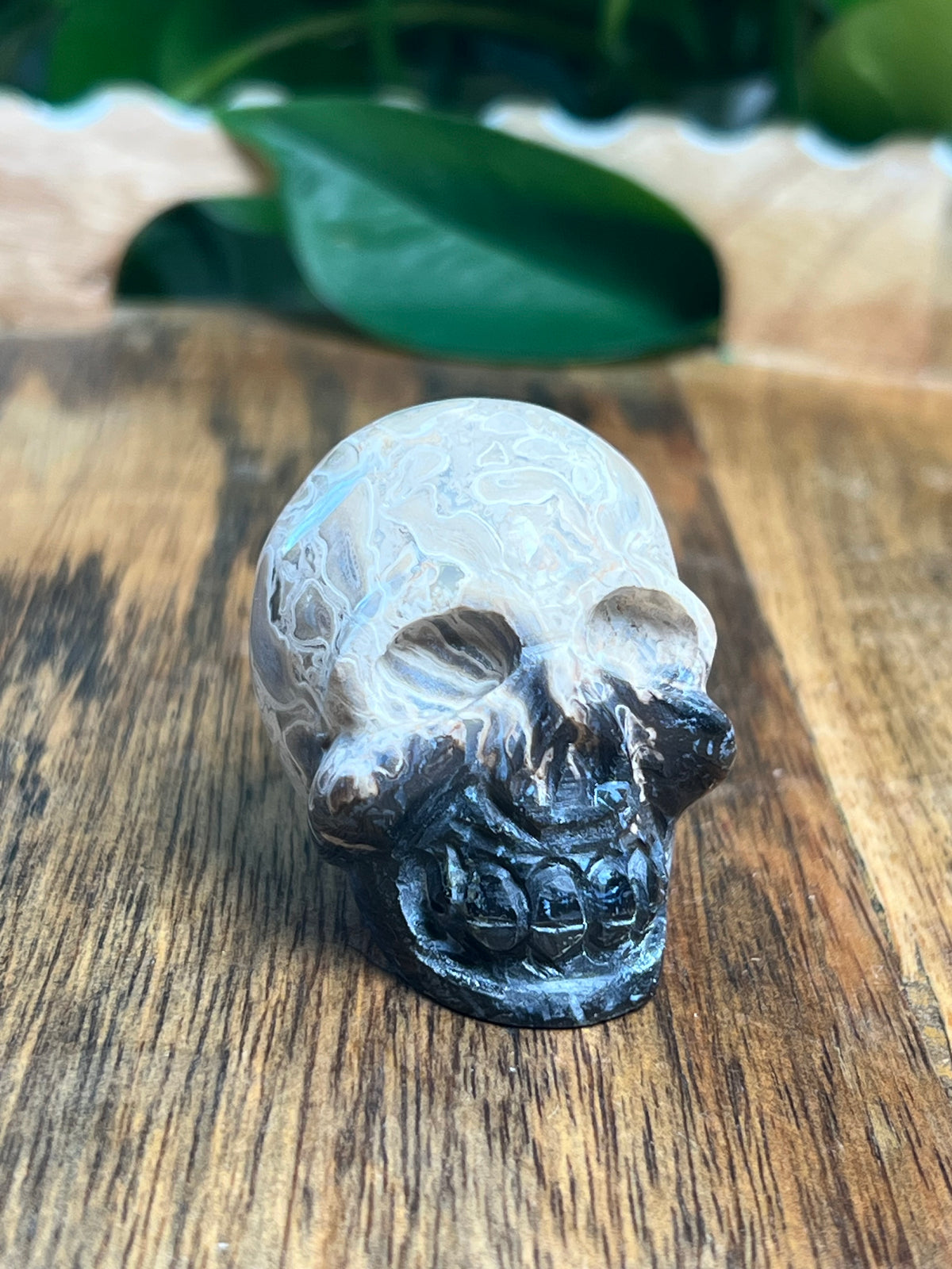Palm Root Mini Skull: NB