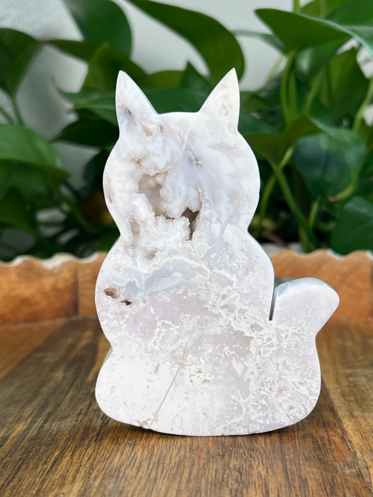 White Plume Agate Cats