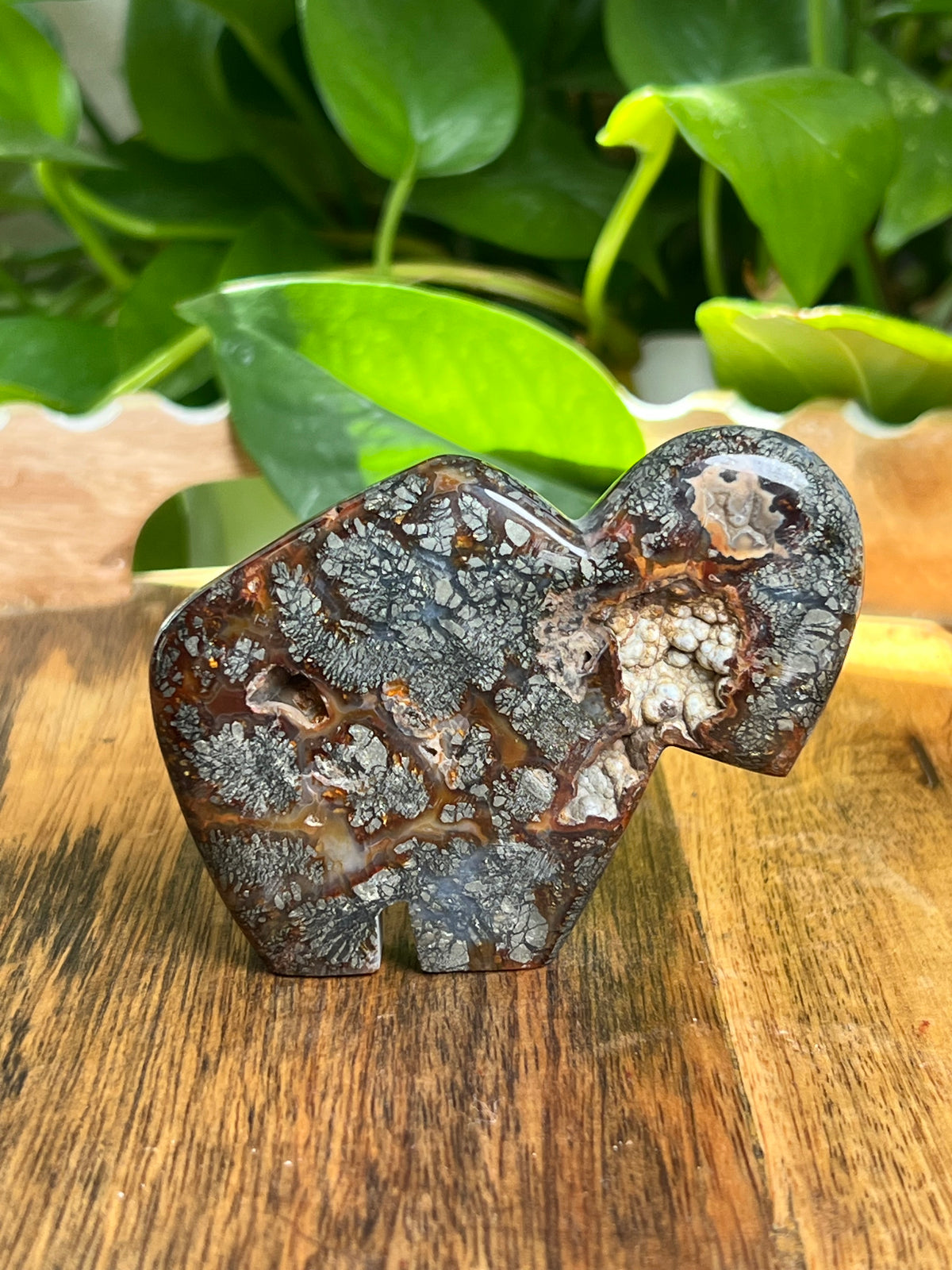 Marcasite Buffalo: CV