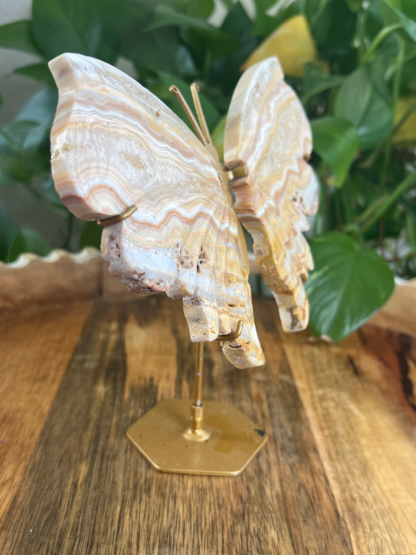 Yellow Crazy Lace Agate Wings G