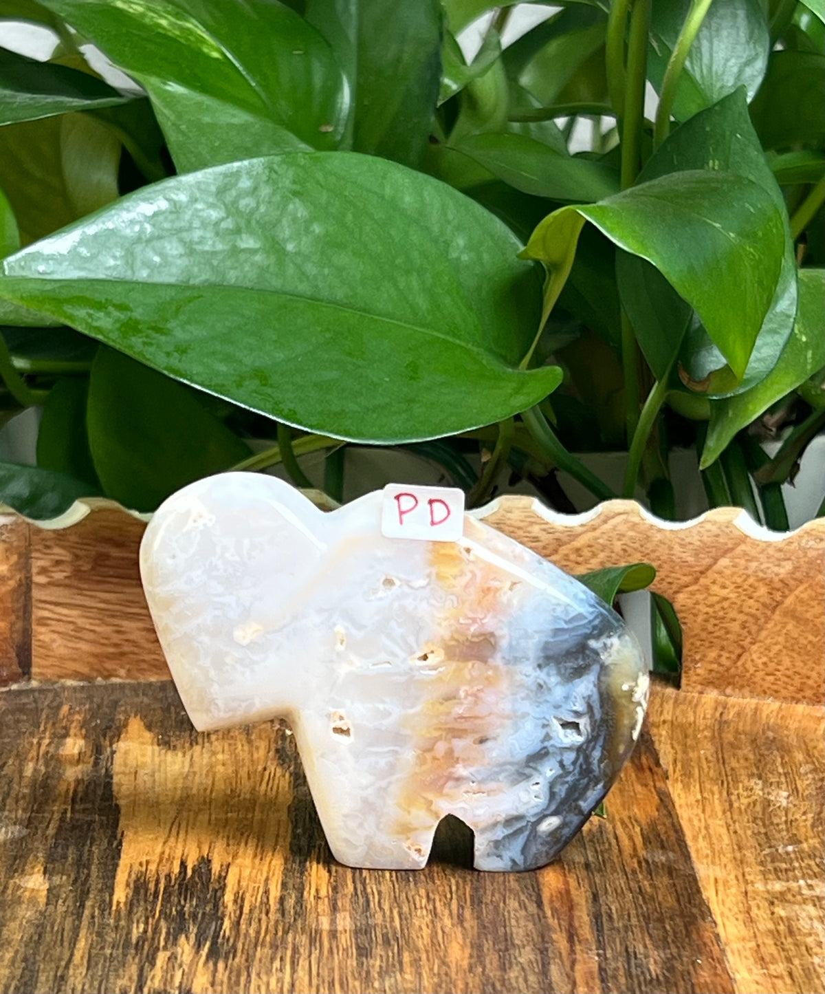 Rainbow Plume Agate Buffalos