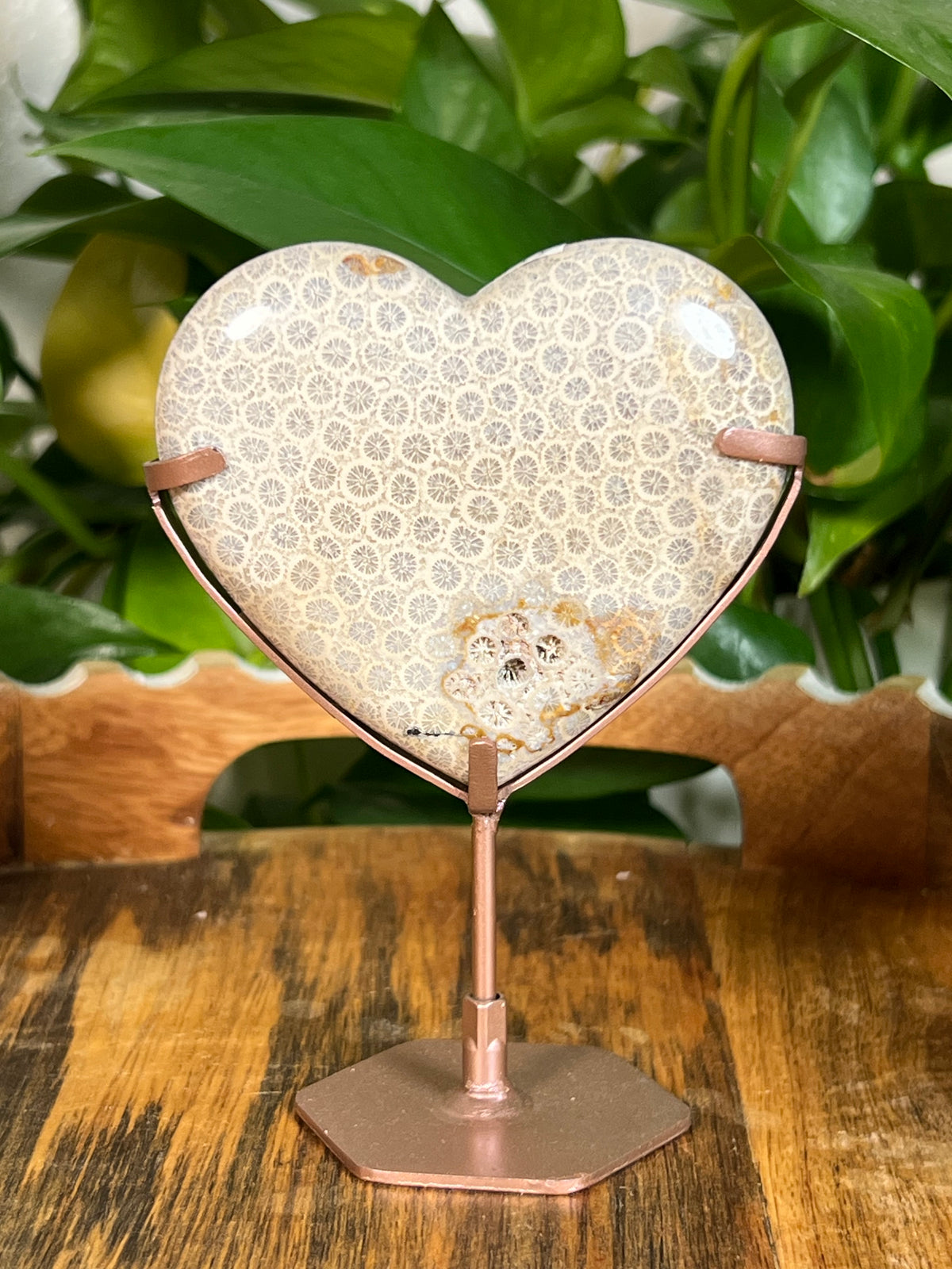 Fossil Coral Hearts
