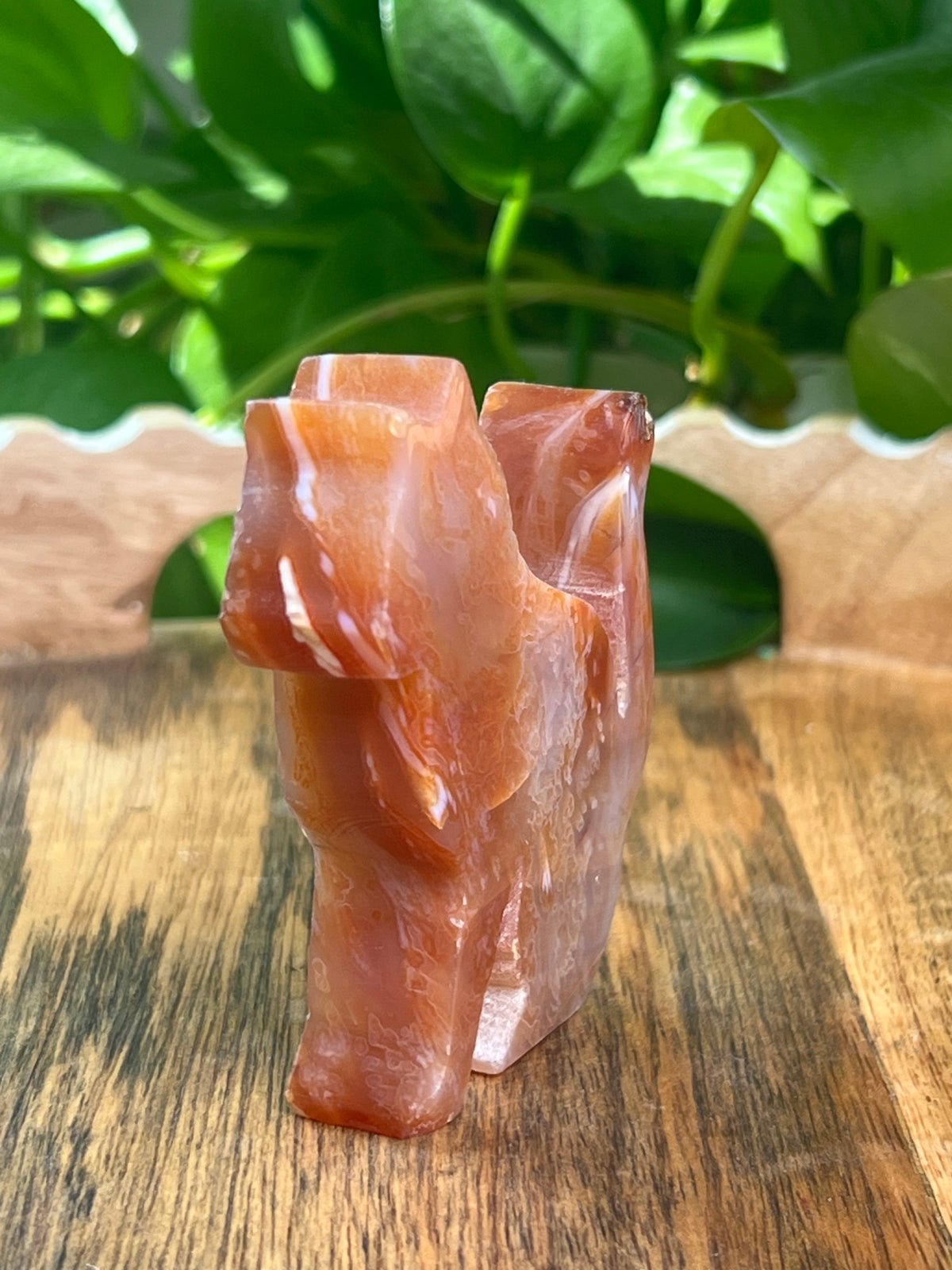 Carnelian Cat: PM