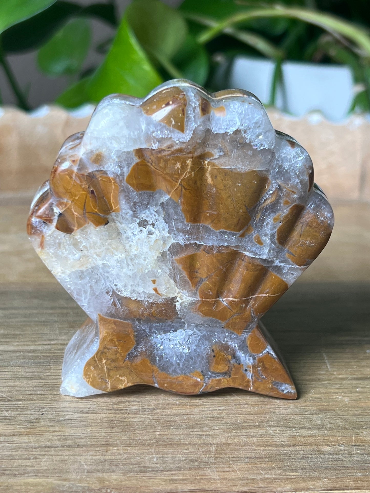 Brecciated Jasper Shell