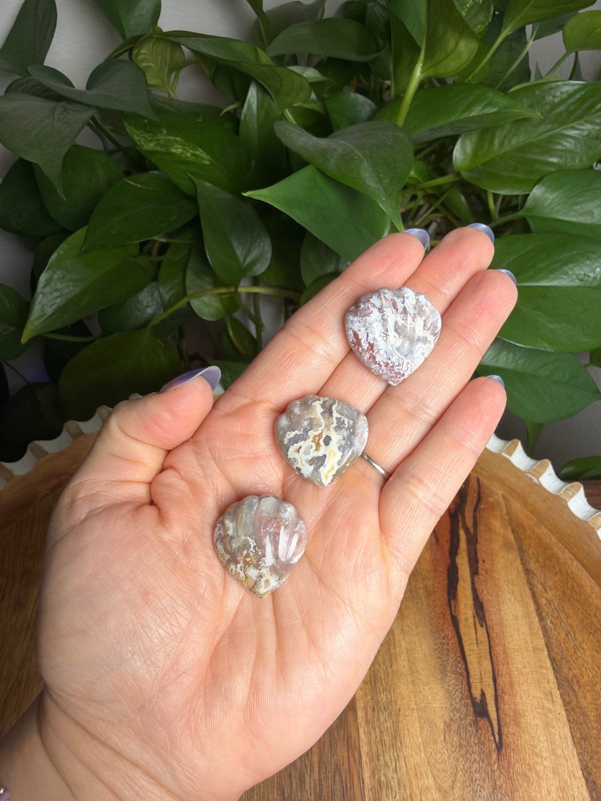 Sumatran Plume Agate Shells