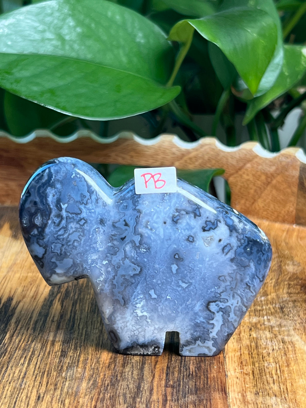 Blue Plume Agate Buffalos