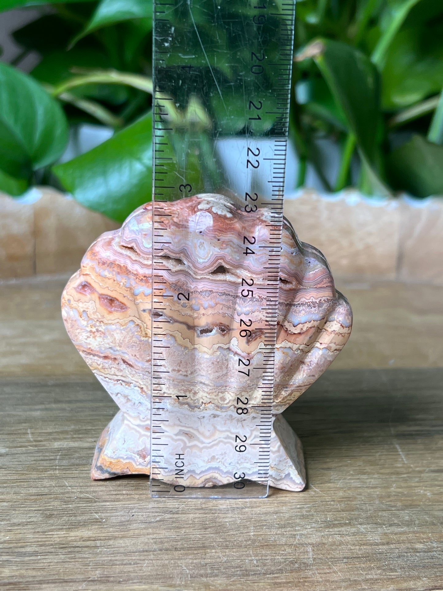 Crazy Lace Agate Shell