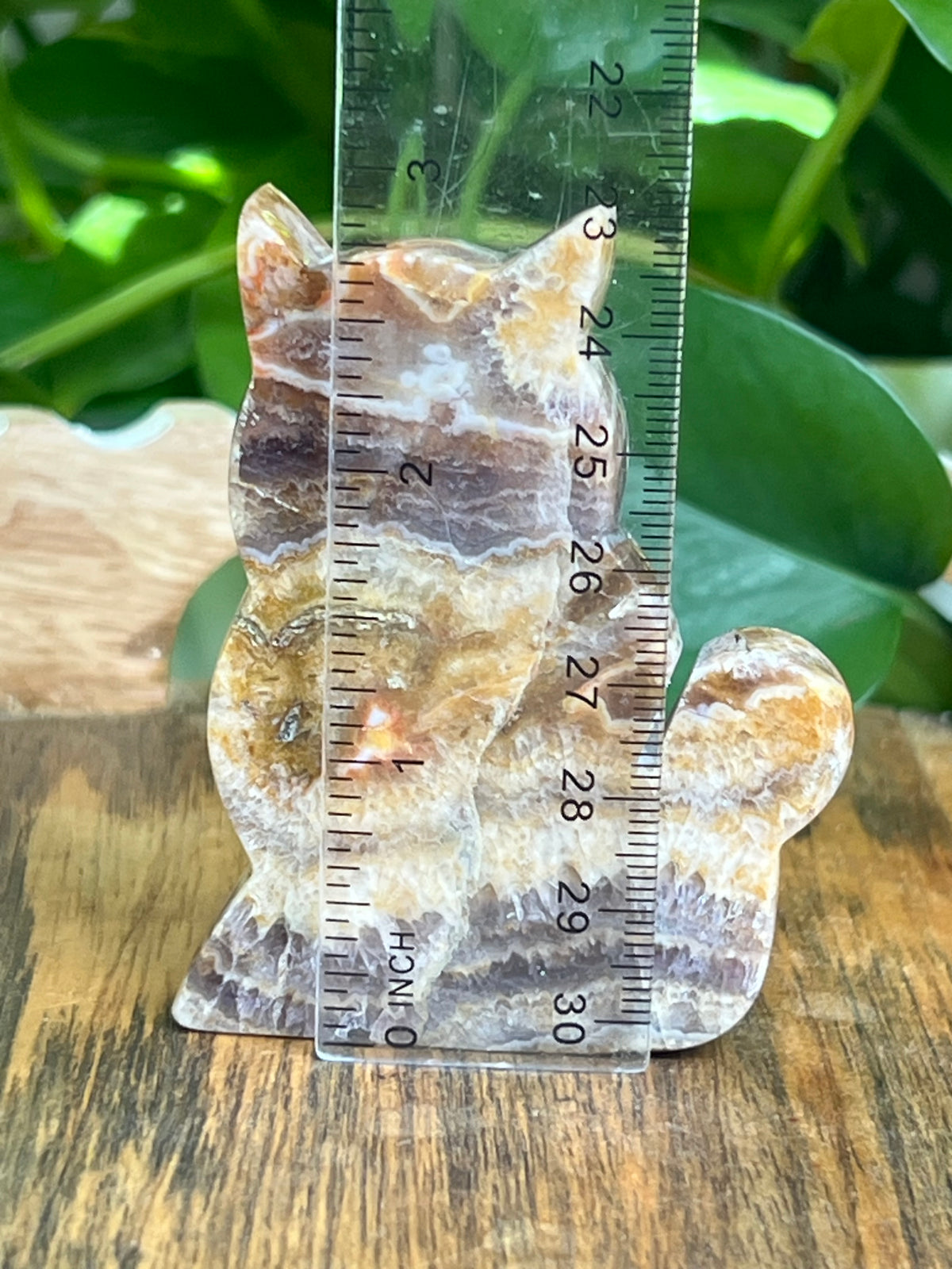 Indonesian Amethyst Cat: CB