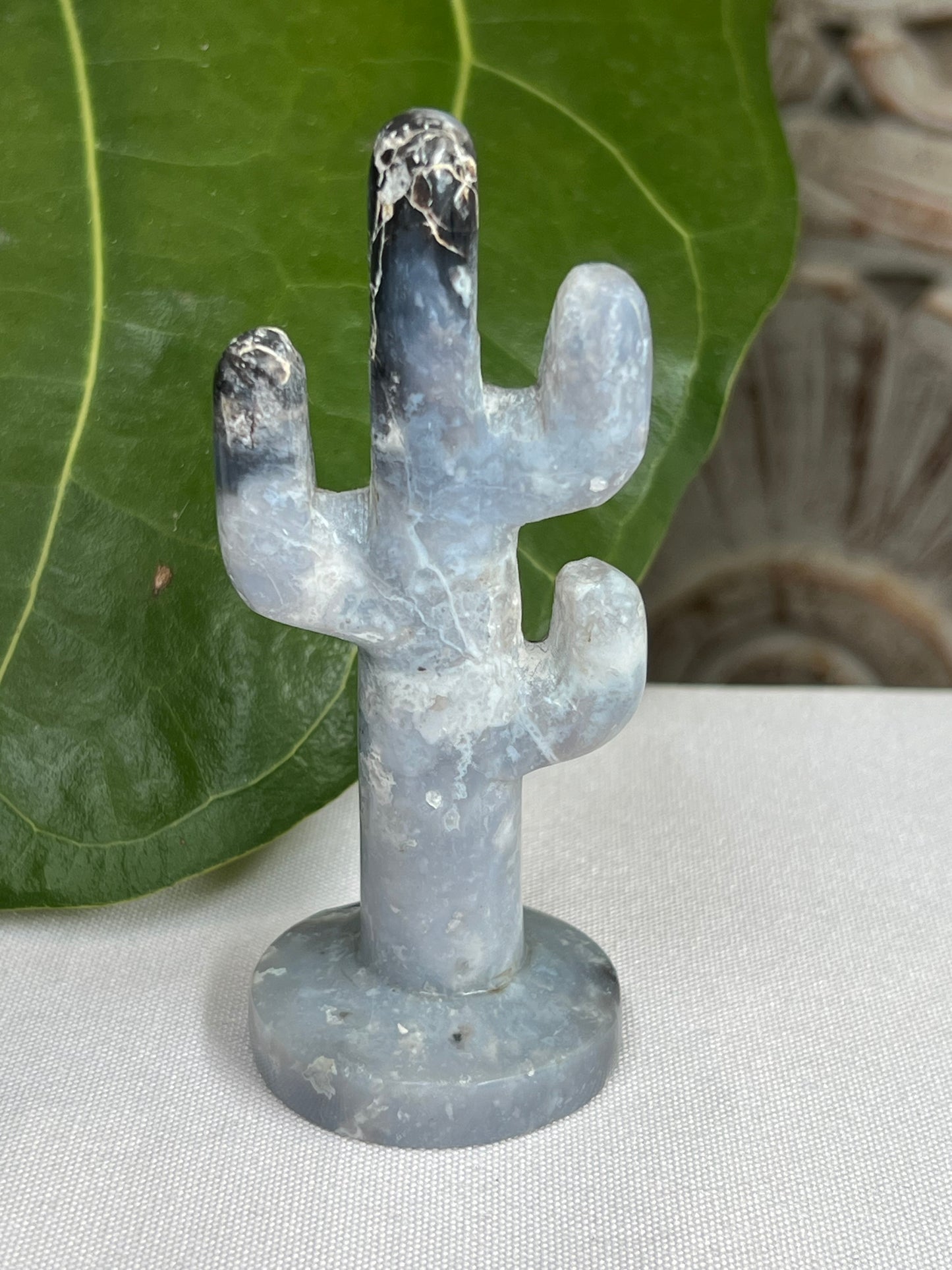 Blue Plume Agate cactus